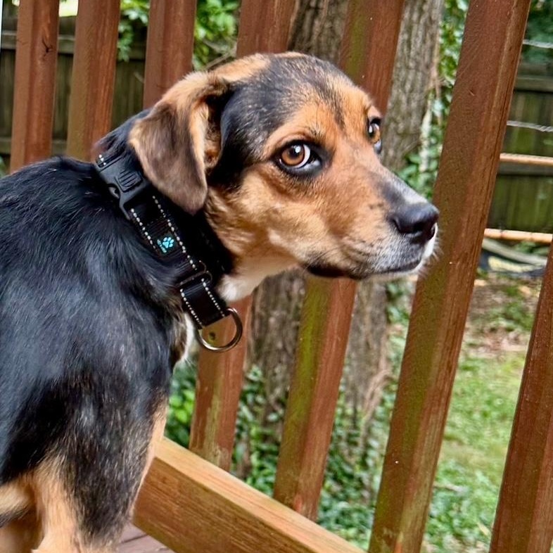 Enlarge Suzie, a Adoptable mixed breed in Richmond, VA image 1/6