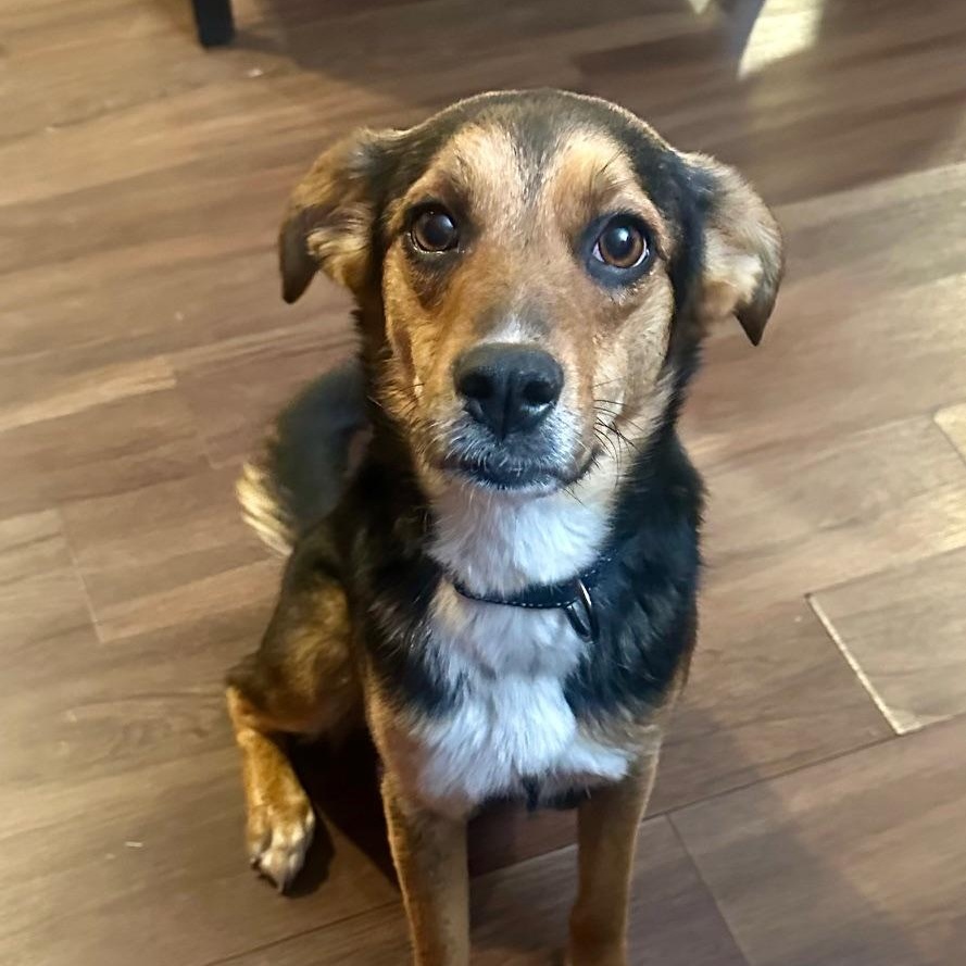 Enlarge Suzie, a Adoptable mixed breed in Richmond, VA image 2/6