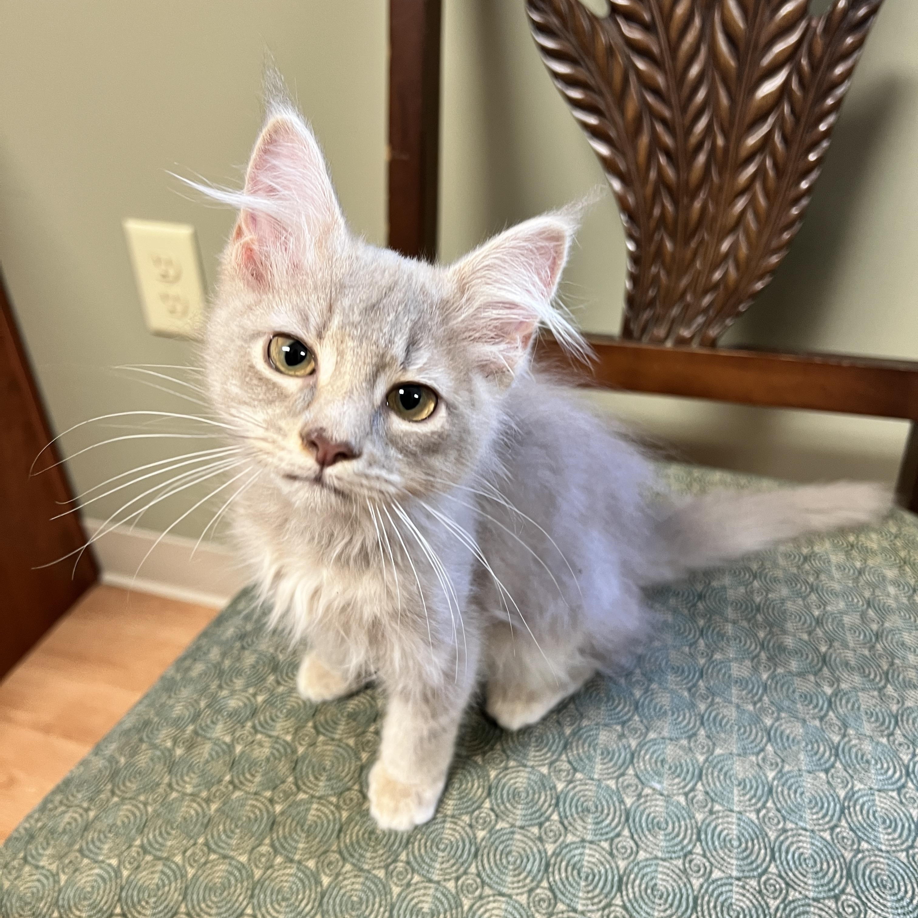 Sunny, Adopted, Kitten Female Domestic Long Hair.