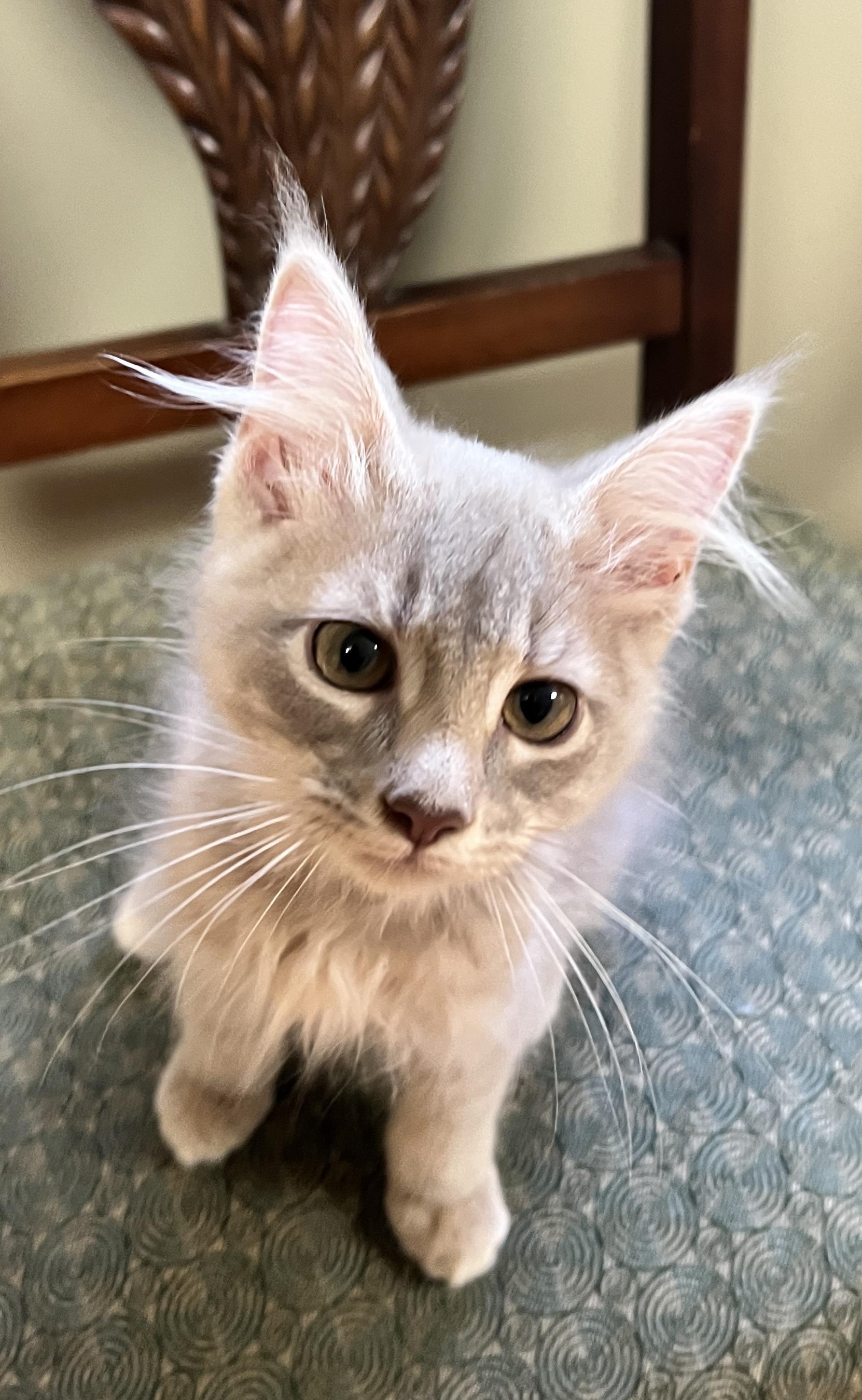 Enlarge Sunny, a Adopted mixed breed in Yellville, AR image 2/2