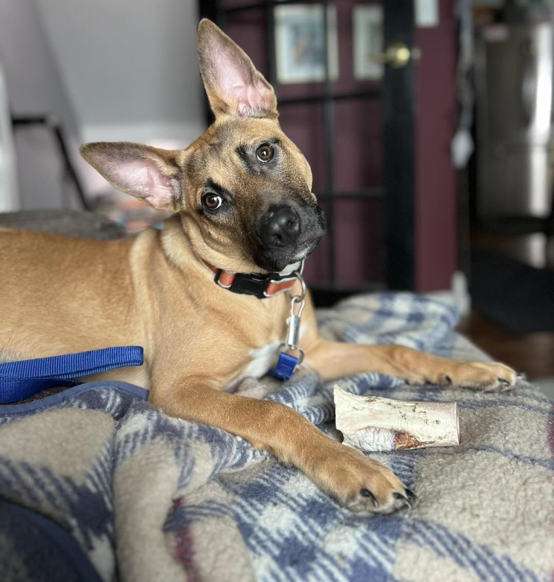 Enlarge Cinnamon "Mini", a ADOPTABLE mixed breed in Euclid, OH image 2/2