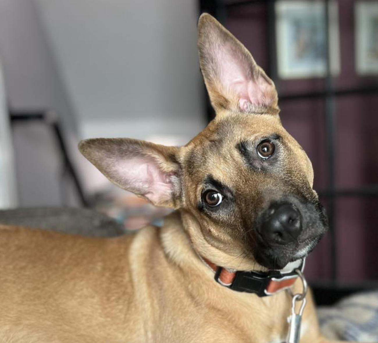 Cinnamon "Mini", ADOPTABLE, Puppy Female Shepherd.