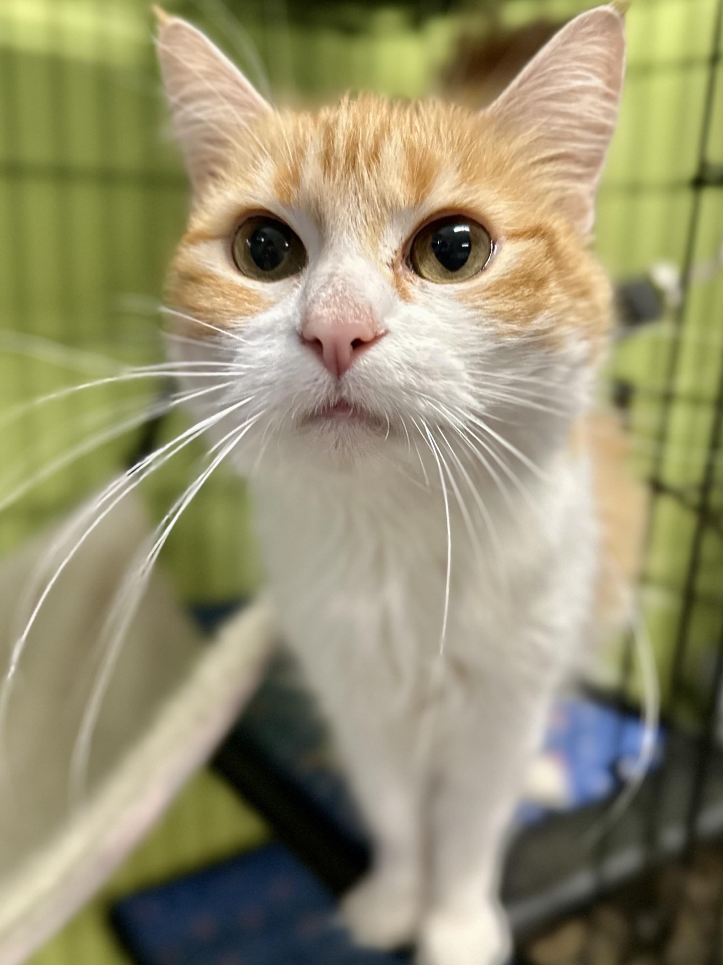 Enlarge Millie, an adoptable Domestic Long Hair in Jackson, CA image 2/4