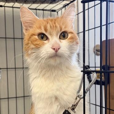 Enlarge Millie, an adoptable Domestic Long Hair in Jackson, CA image 4/4
