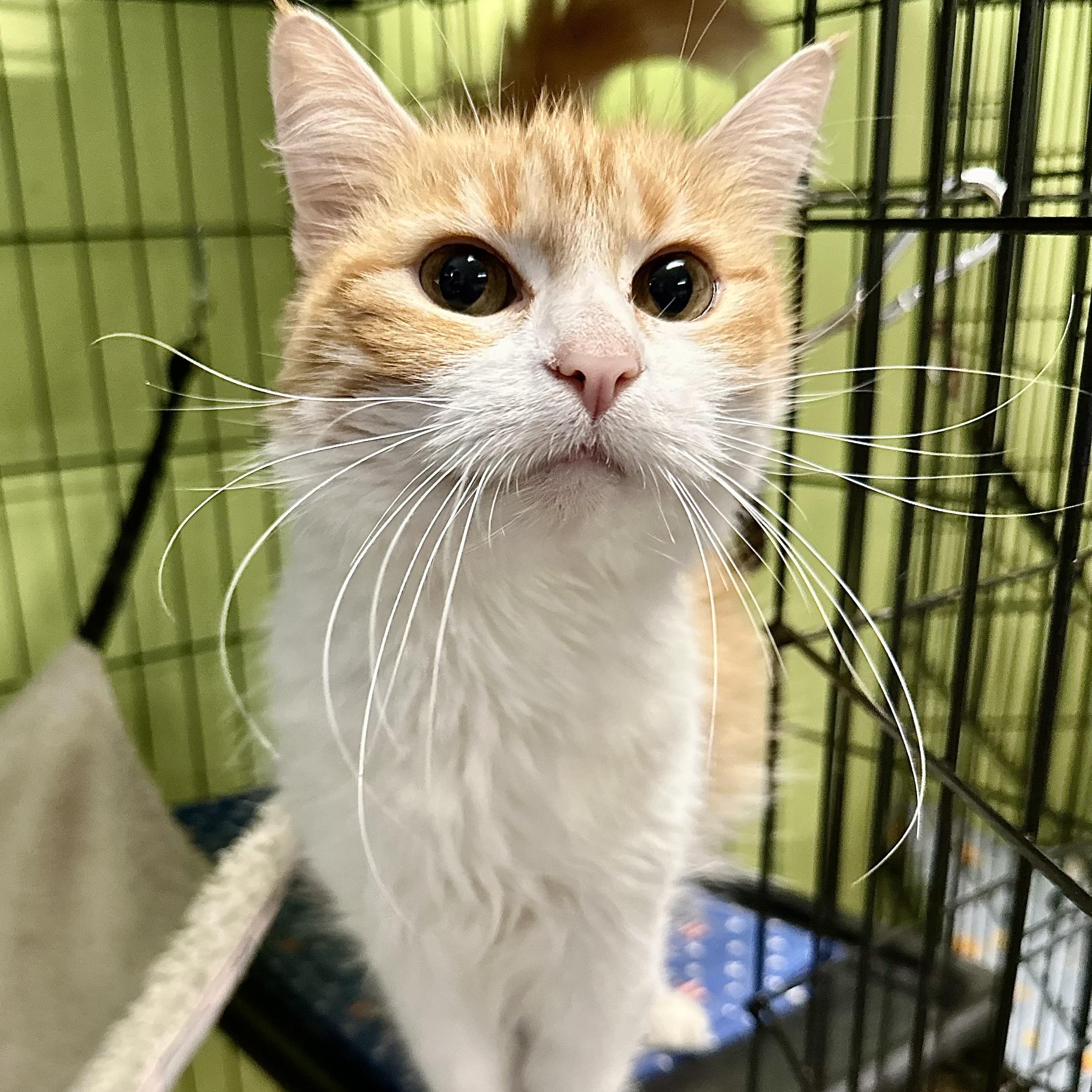 Enlarge Millie, an adoptable Domestic Long Hair in Jackson, CA image 1/4