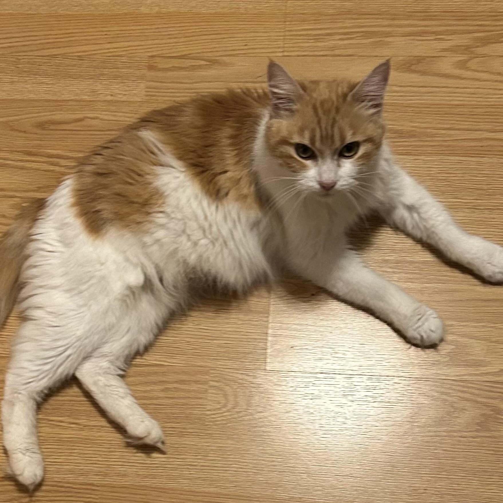 Enlarge Millie, an adoptable Domestic Long Hair in Jackson, CA image 3/4