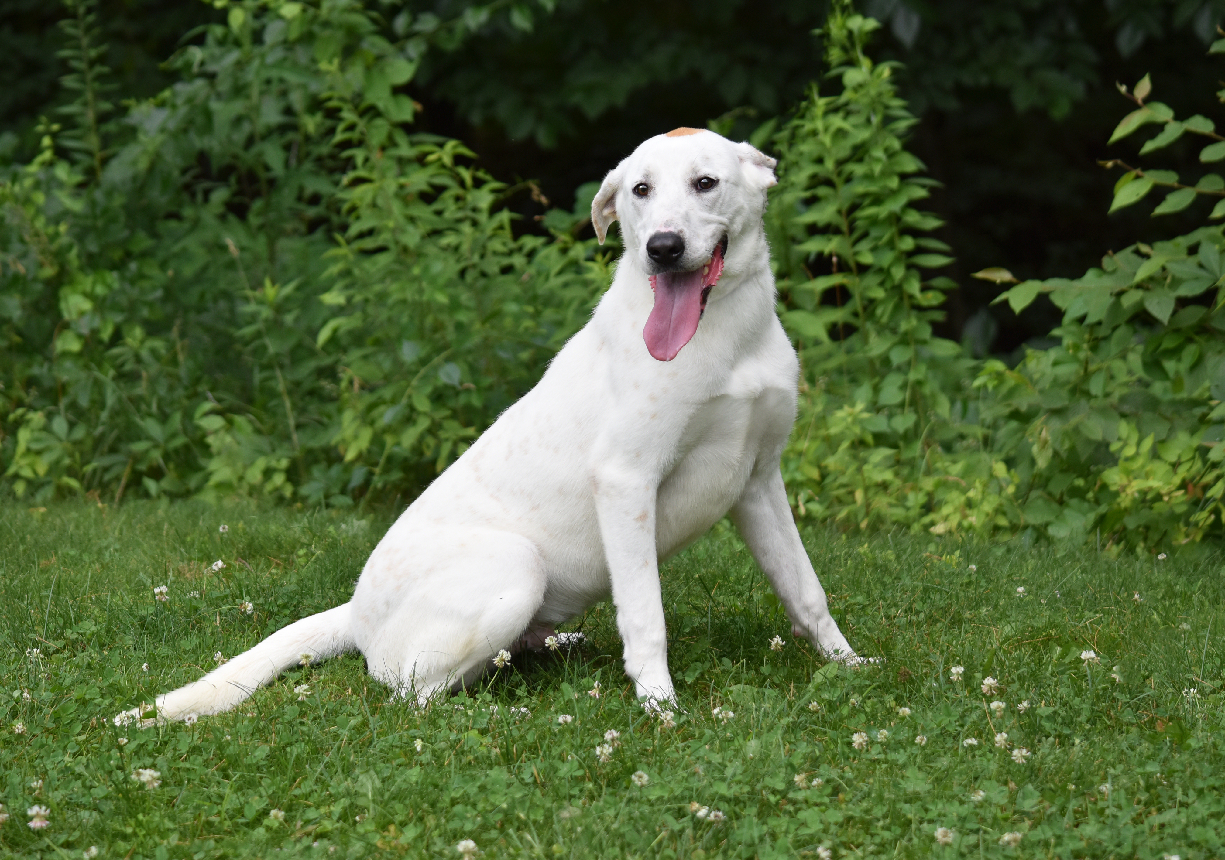 Comet, Adoptable, Young Male Coonhound.