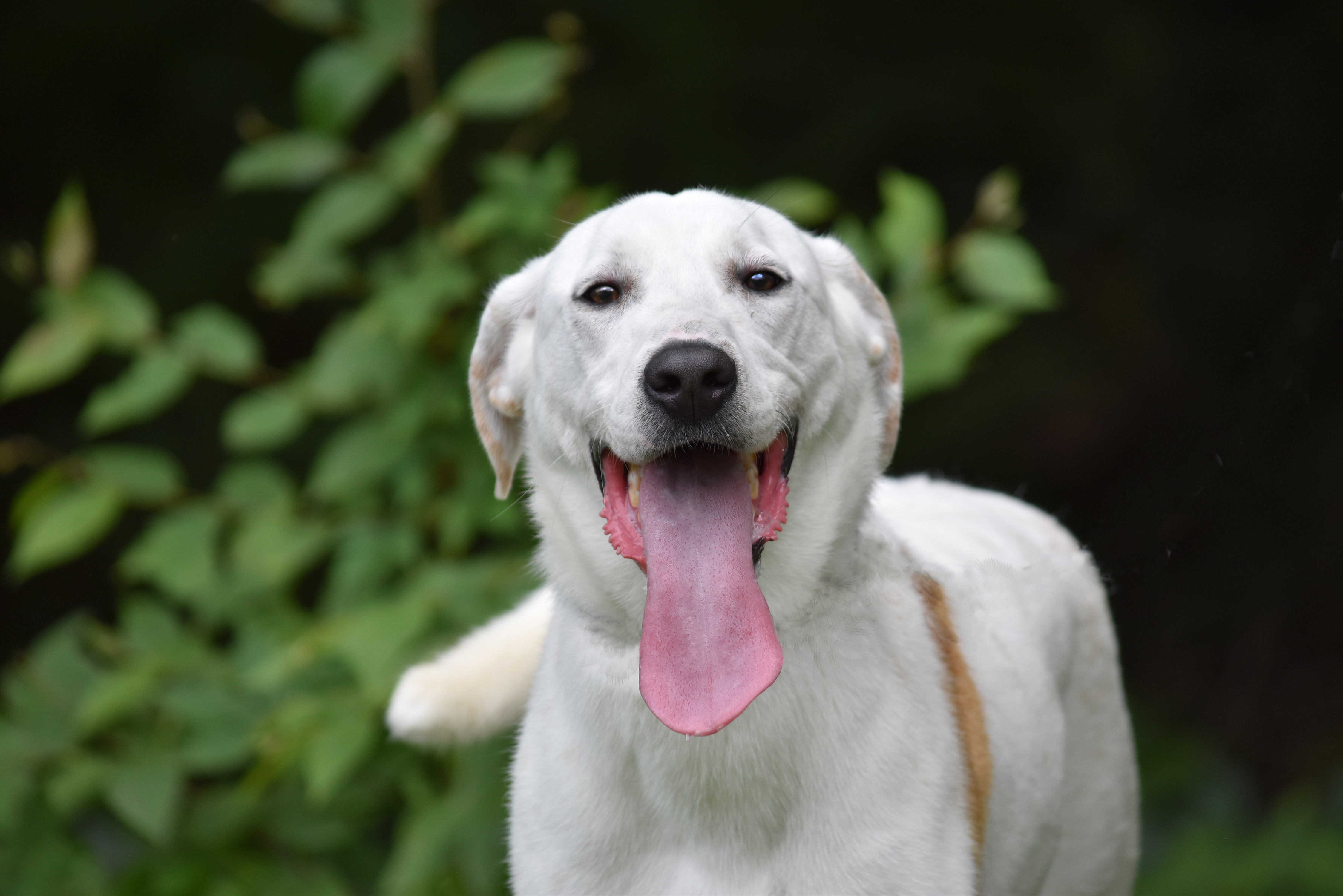 Enlarge Comet, a Adoptable mixed breed in Bloomfield, CT image 3/3