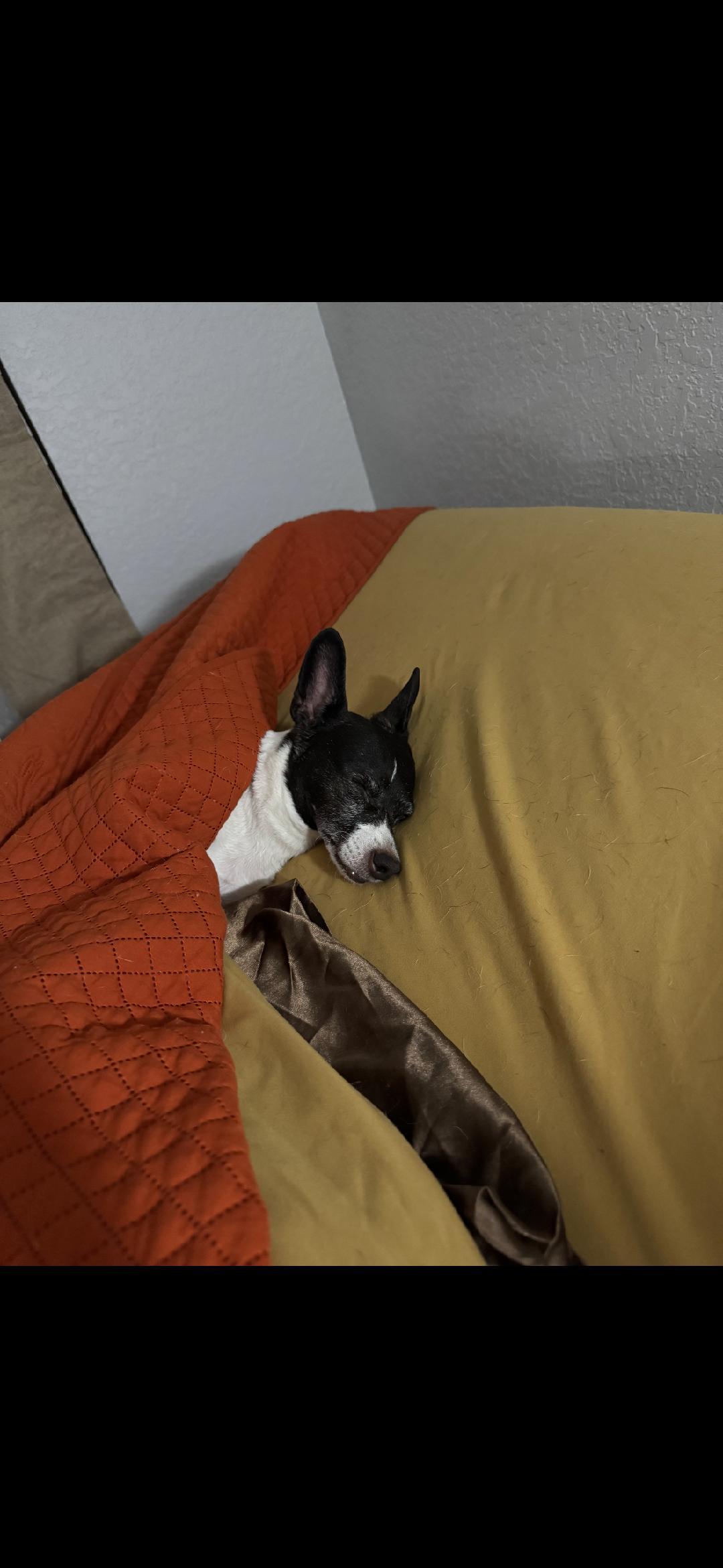 Enlarge Maggie, a Adoptable Rat Terrier in Houston, TX image 2/3