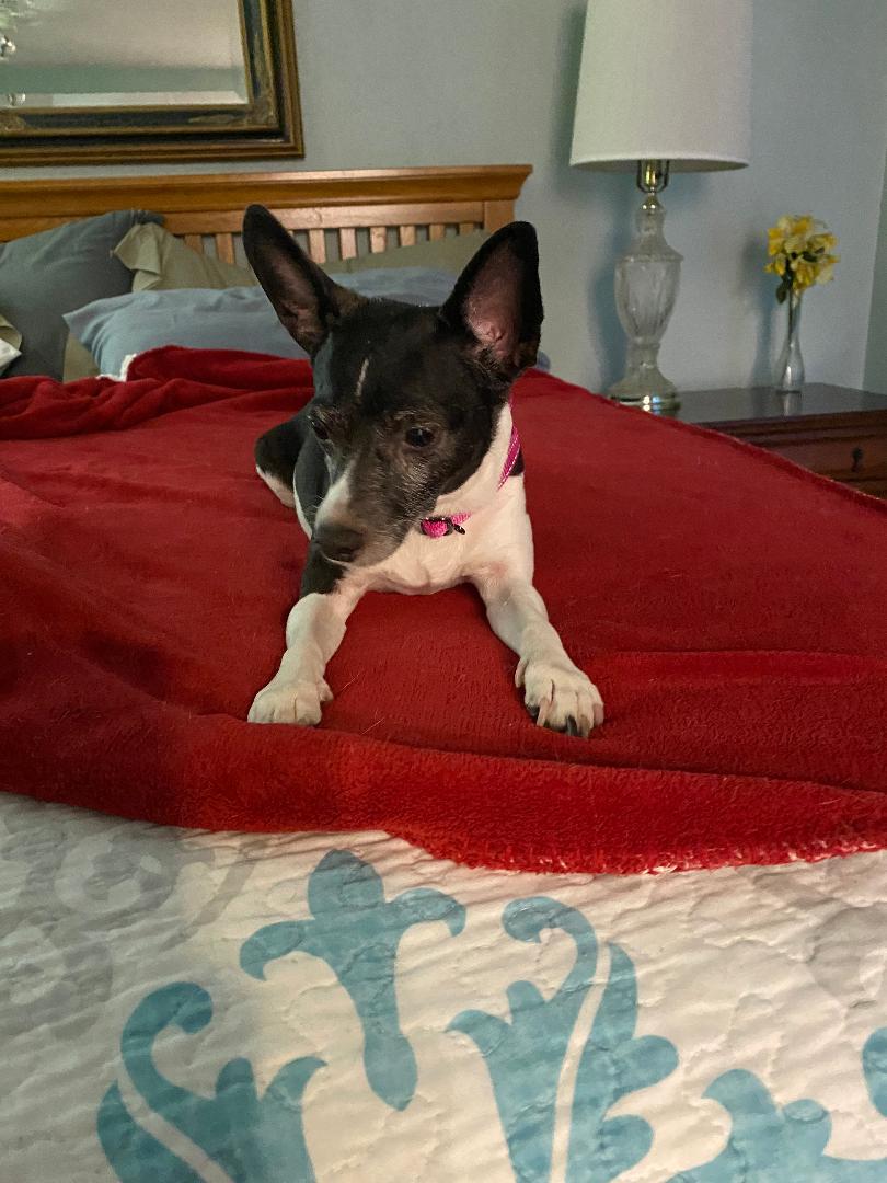 Enlarge Maggie, a Adoptable Rat Terrier in Houston, TX image 1/3