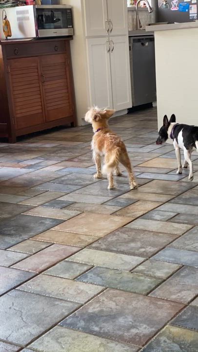 Enlarge Maggie, a Adoptable Rat Terrier in Houston, TX video 3/3