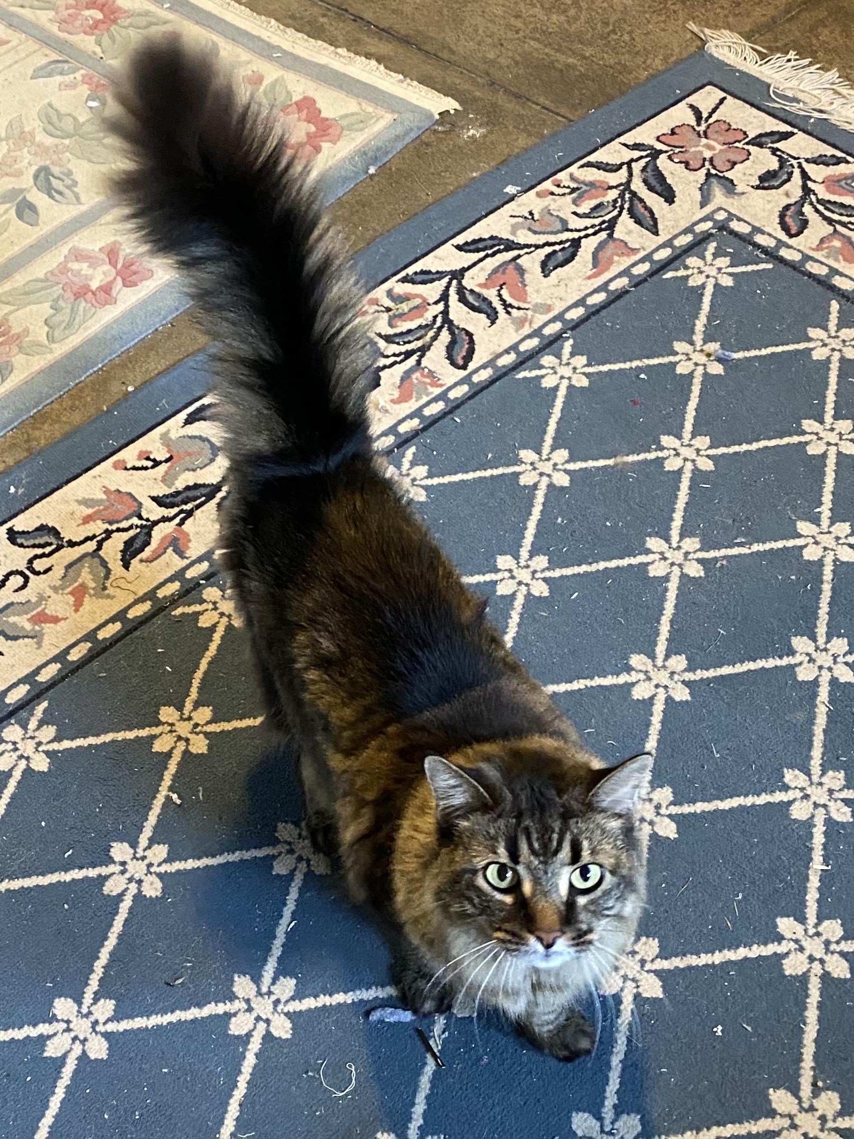 Enlarge Molly, an adopted mixed breed in West Chester, OH image 2/2