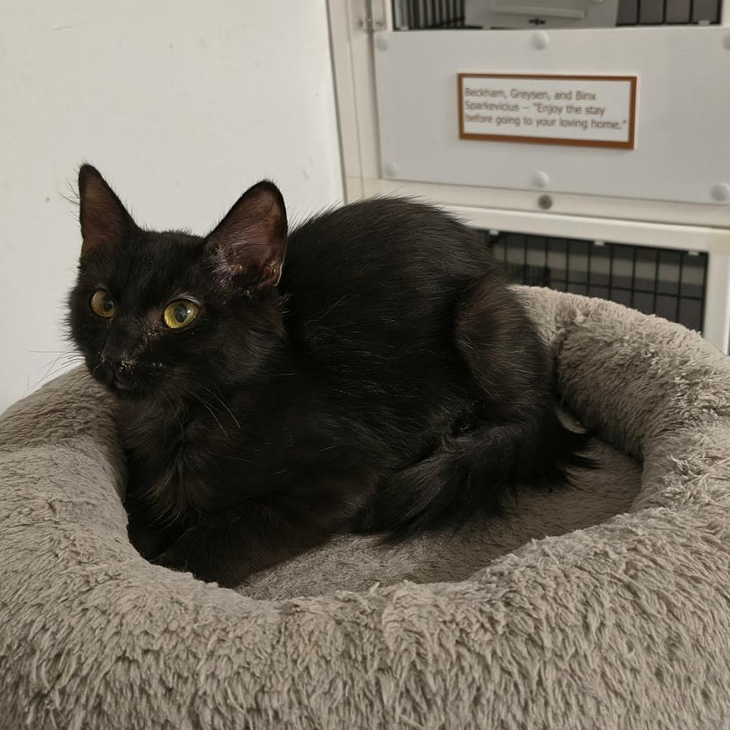 Stormy, Adoptable, Kitten Female Domestic Medium Hair.