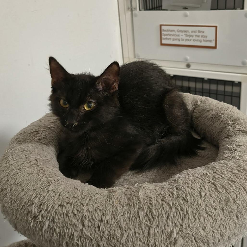 Enlarge Stormy, a Adoptable Domestic Medium Hair in Las Cruces, NM image 2/2