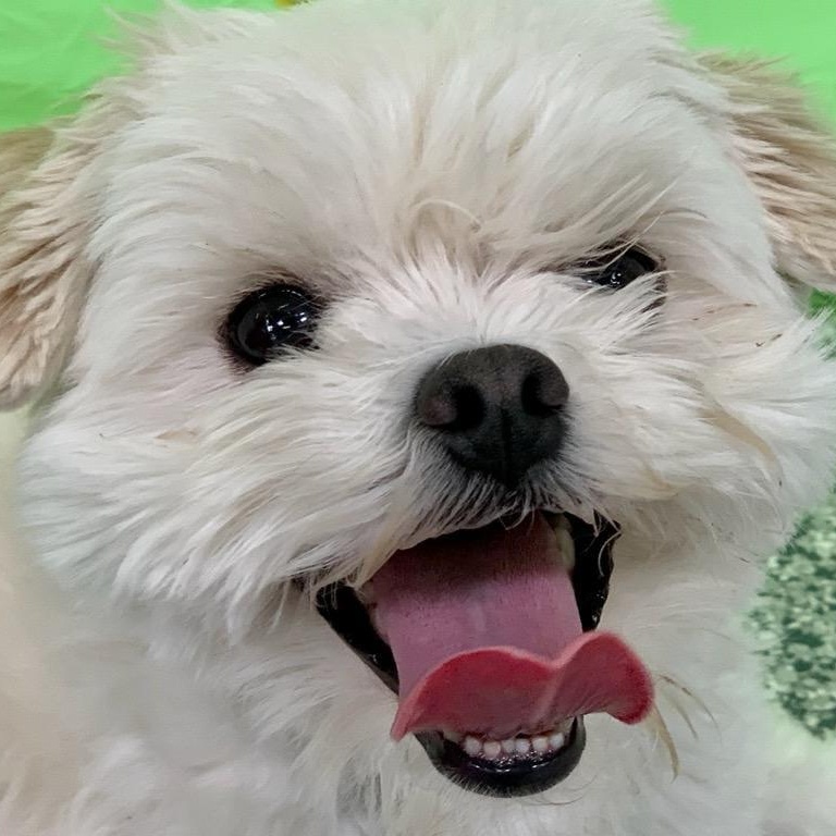 Duncan, a Adoptable Maltese in Libertyville, IL image 3/4