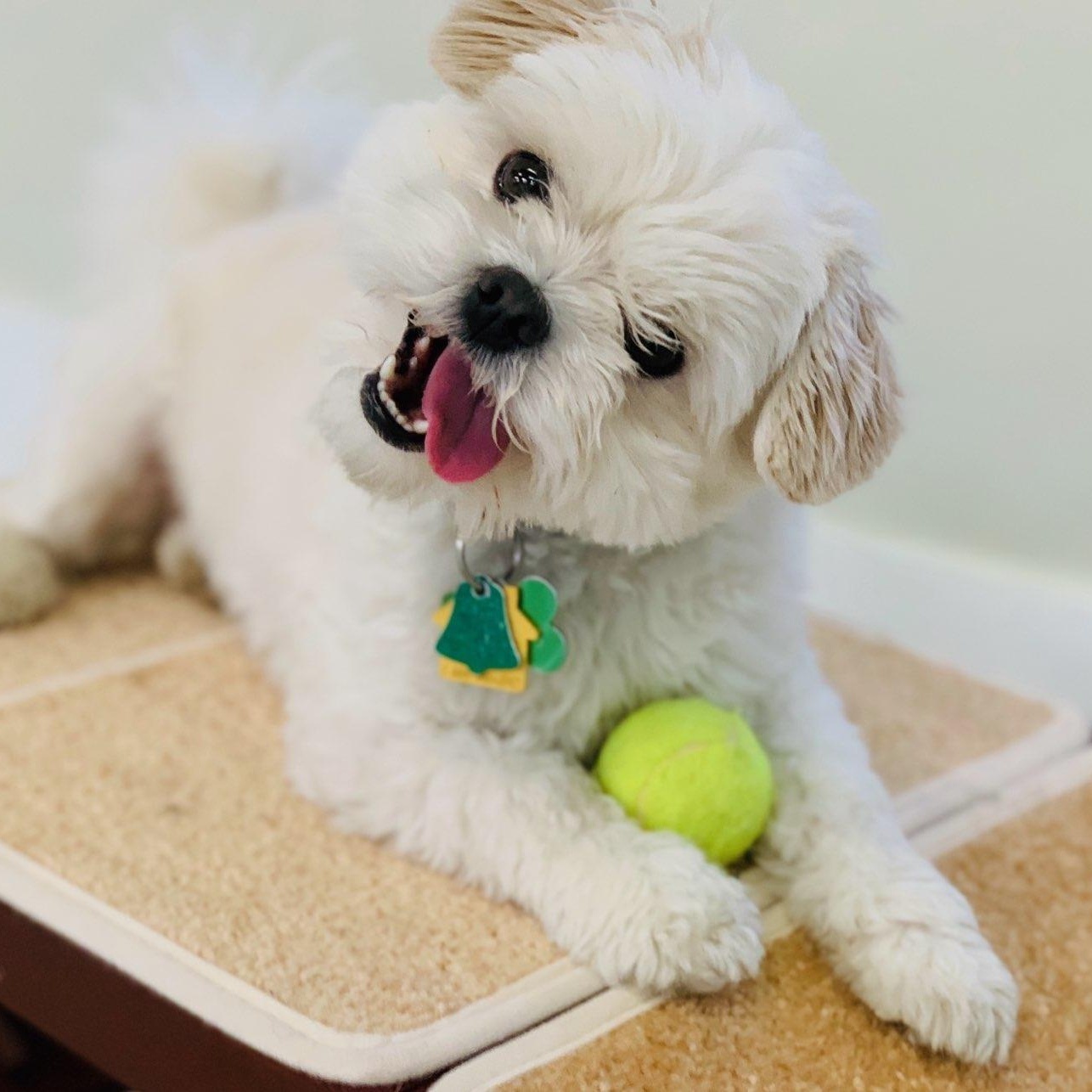 Duncan, a Adoptable Maltese in Libertyville, IL image 2/4