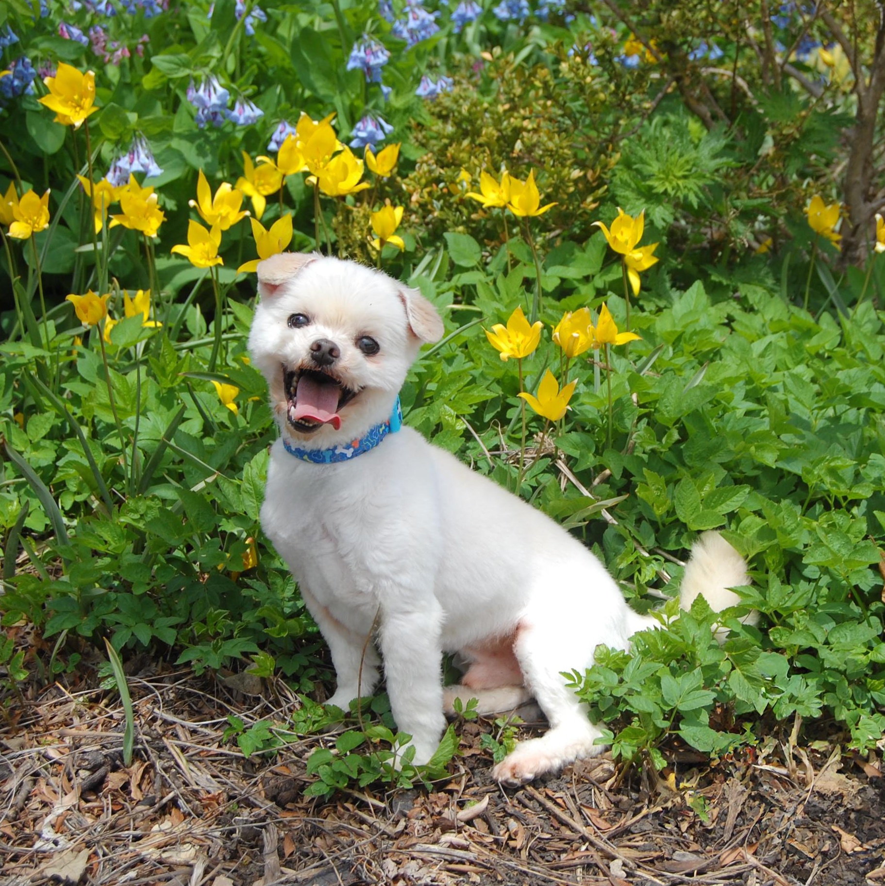 Duncan, an adoptable Maltese in Libertyville, IL, 60048 | Photo Image 1