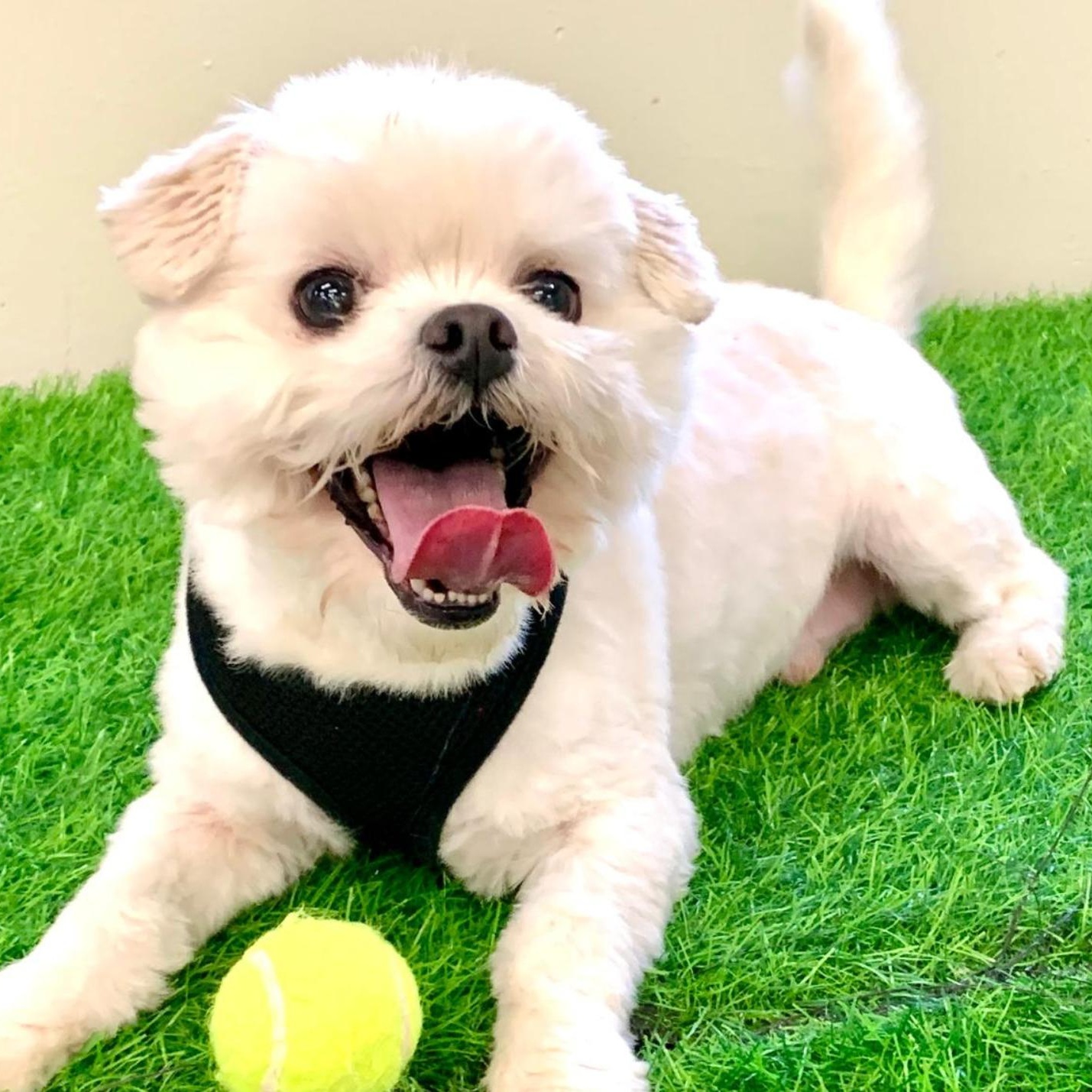Duncan, an adoptable Maltese in Libertyville, IL, 60048 | Photo Image 4