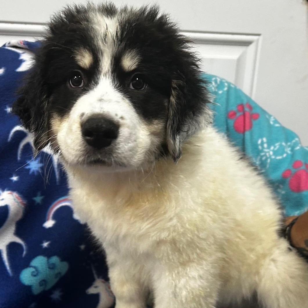 Spark, adopted, Puppy Male Bernese Mountain Dog & Great Pyrenees.
