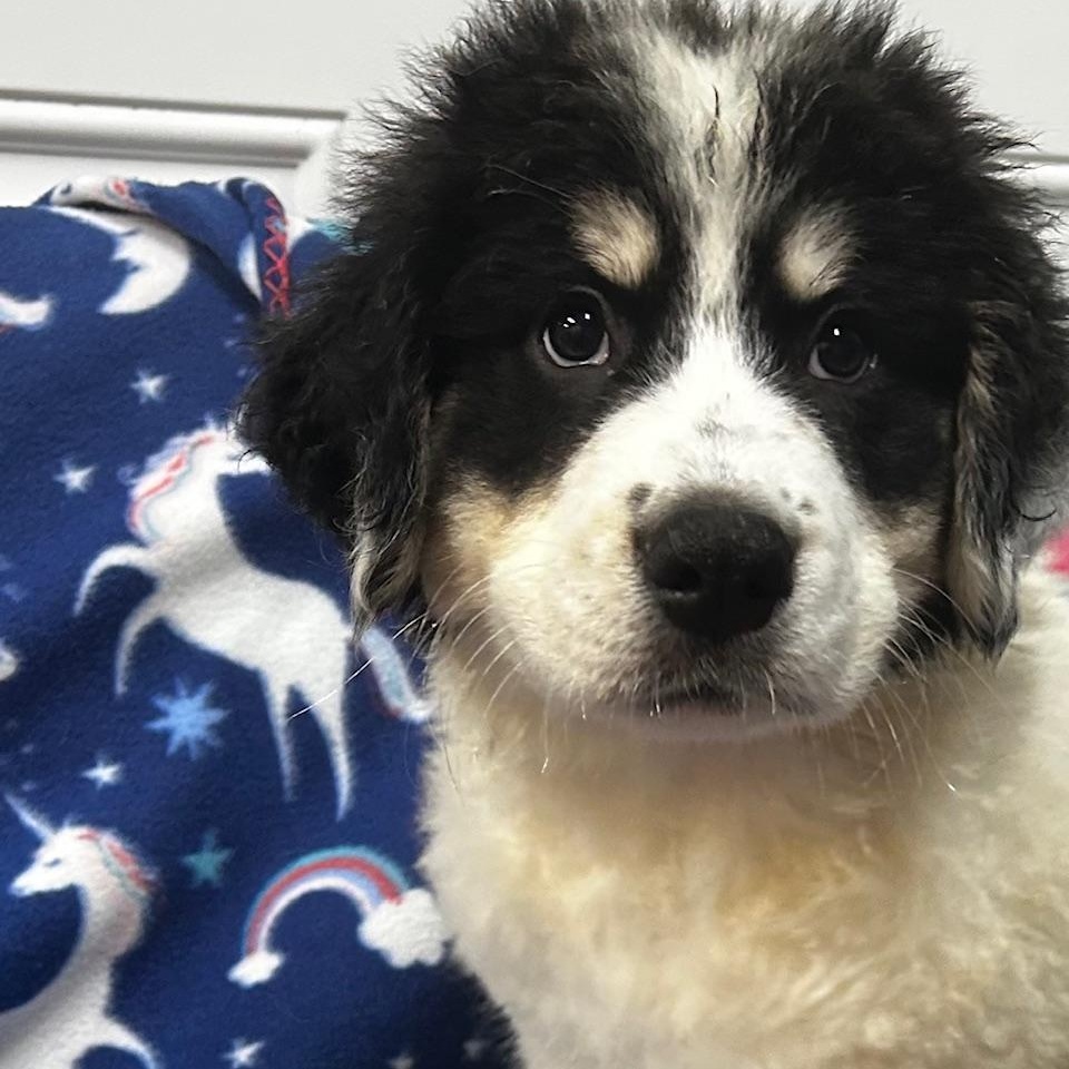 Enlarge Spark, an adopted mixed breed in Bartonsville, PA image 3/4