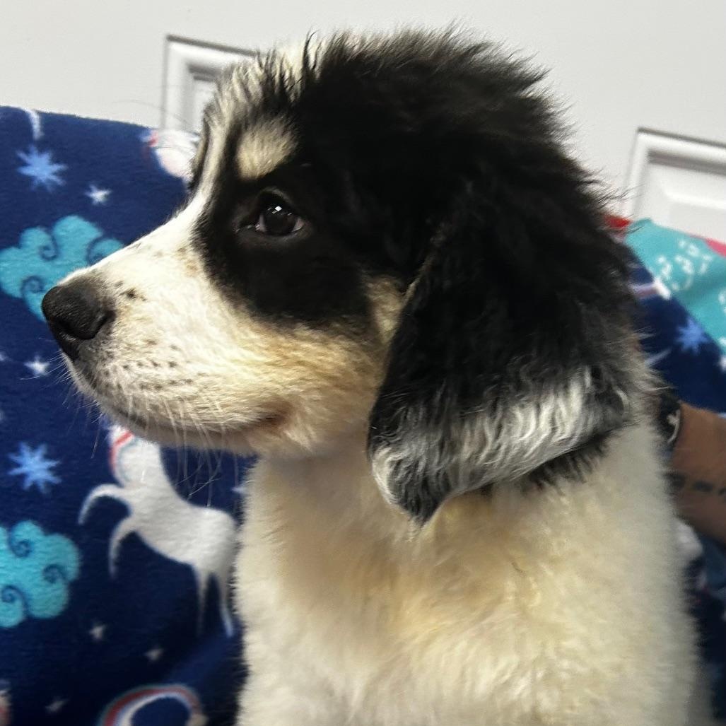 Enlarge Spark, an adopted mixed breed in Bartonsville, PA image 2/4