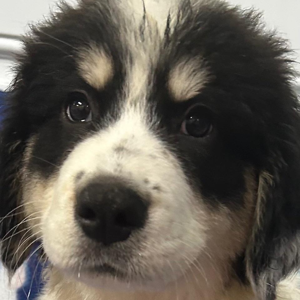Enlarge Spark, an adopted mixed breed in Bartonsville, PA image 4/4