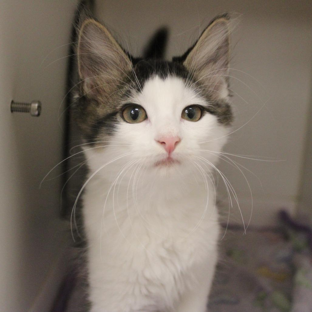 Thunder, Adopted, Kitten Female Domestic Short Hair.