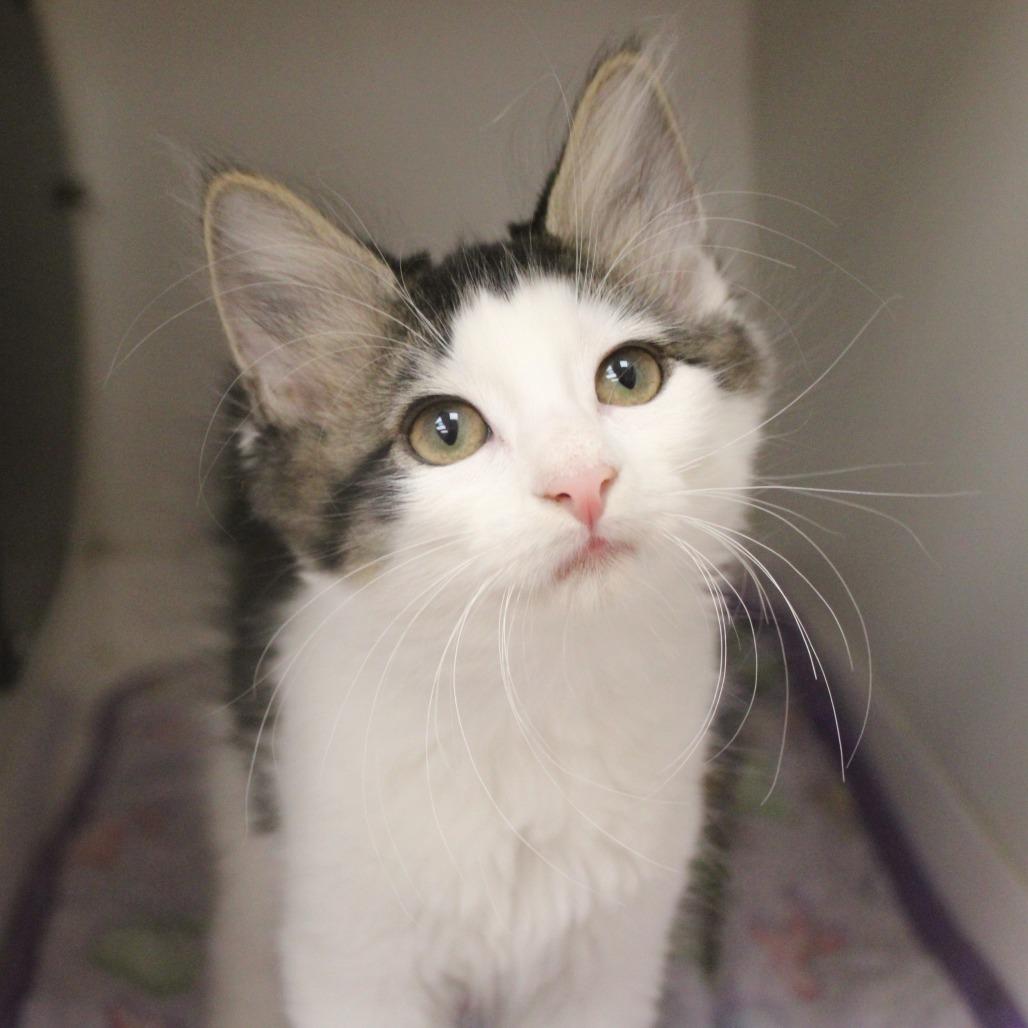 Enlarge Thunder, a Adopted Domestic Short Hair in Champaign, IL image 2/3