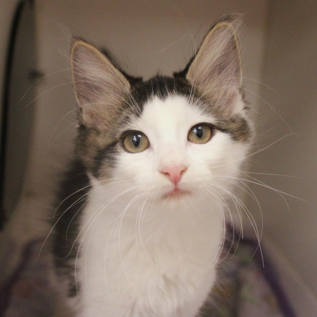 Enlarge Thunder, a Adopted Domestic Short Hair in Champaign, IL image 3/3