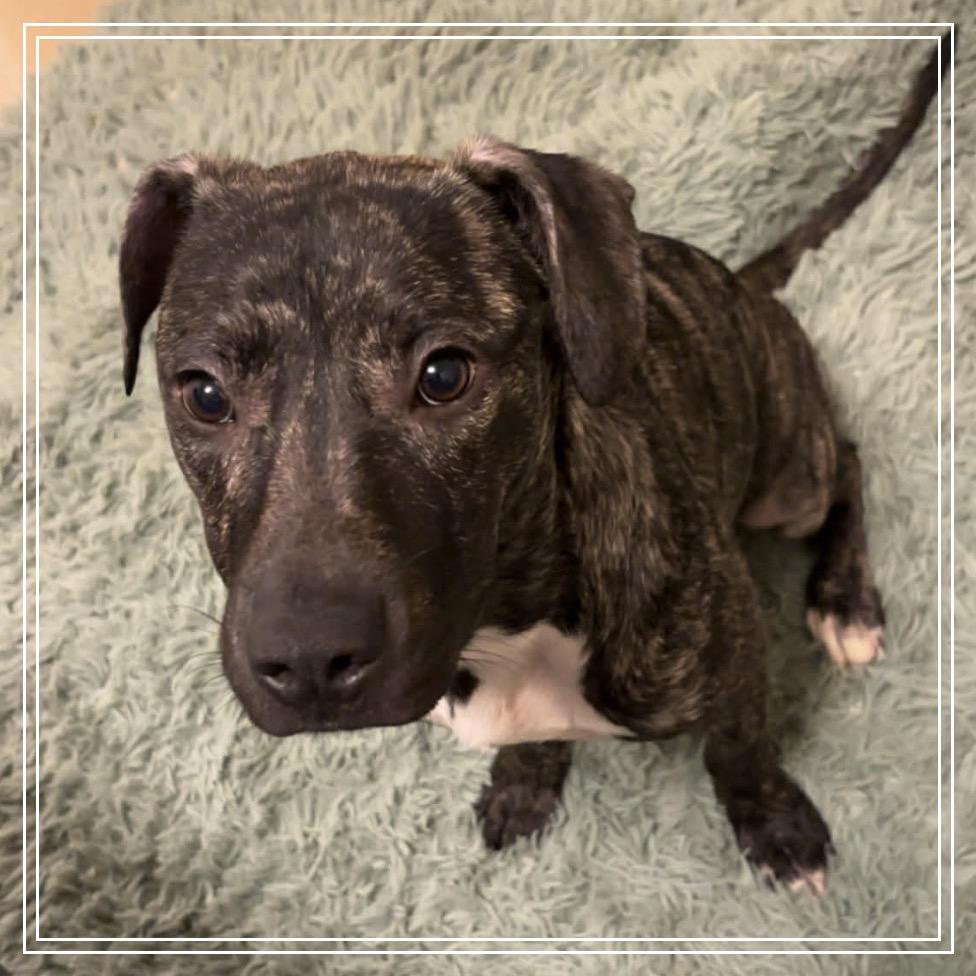 Pretty, Adoptable, Young Female Plott Hound & Mixed Breed.