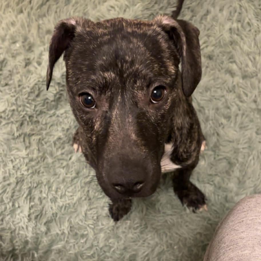 Pretty, a Adoptable mixed breed in Monroe, MI image 2/5