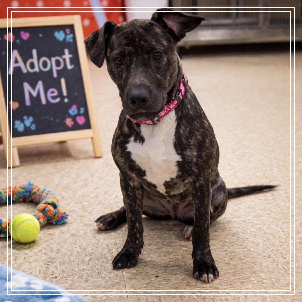 Pretty, a Adoptable mixed breed in Monroe, MI image 3/5