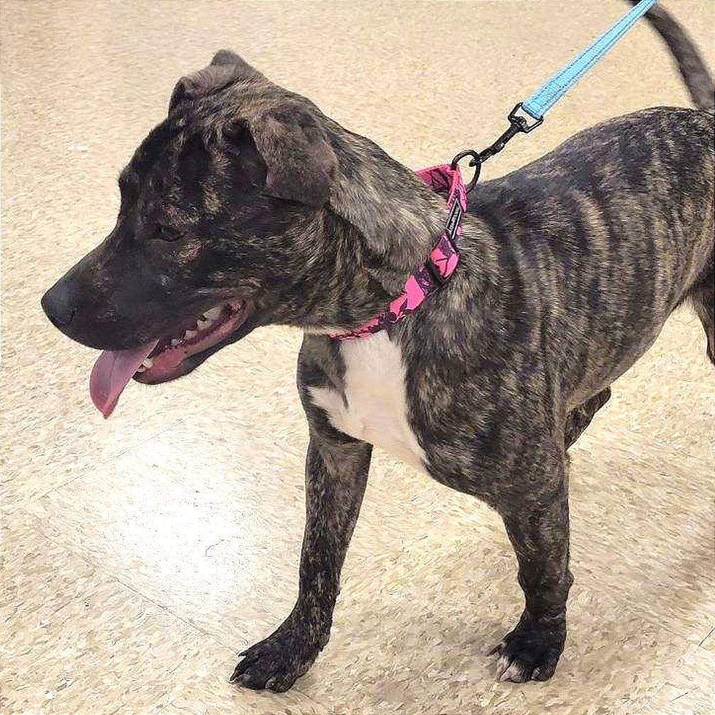 Pretty, a Adoptable mixed breed in Monroe, MI image 4/5