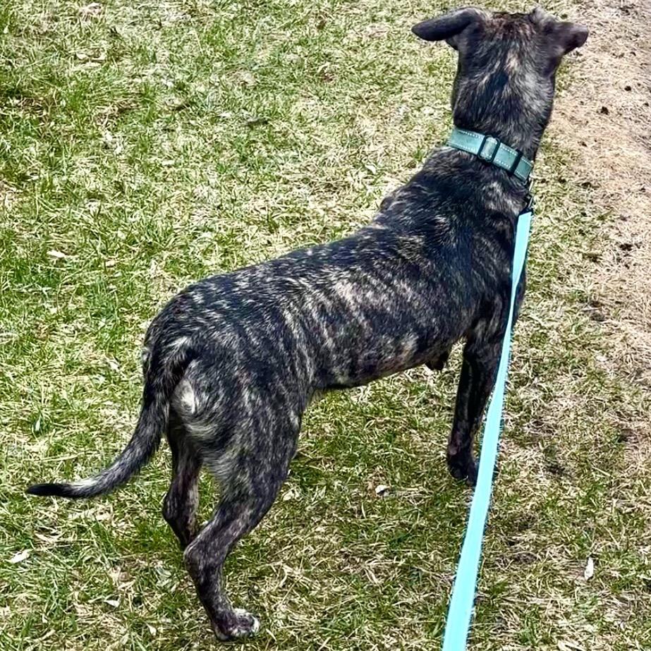 Pretty, a Adoptable mixed breed in Monroe, MI image 5/5