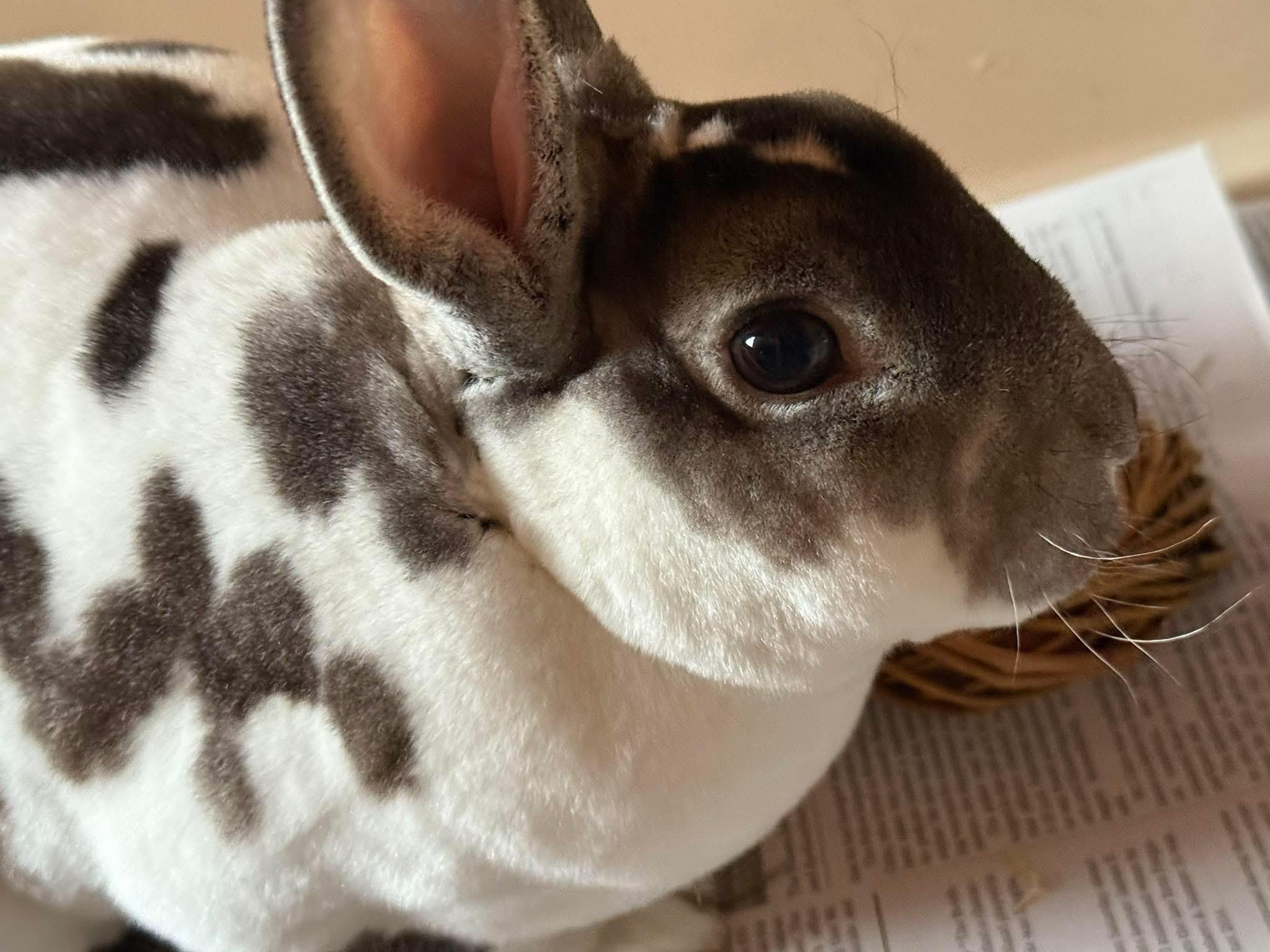 Enlarge Eli Manning, an adopted Rex in Cream Ridge, NJ image 1/1