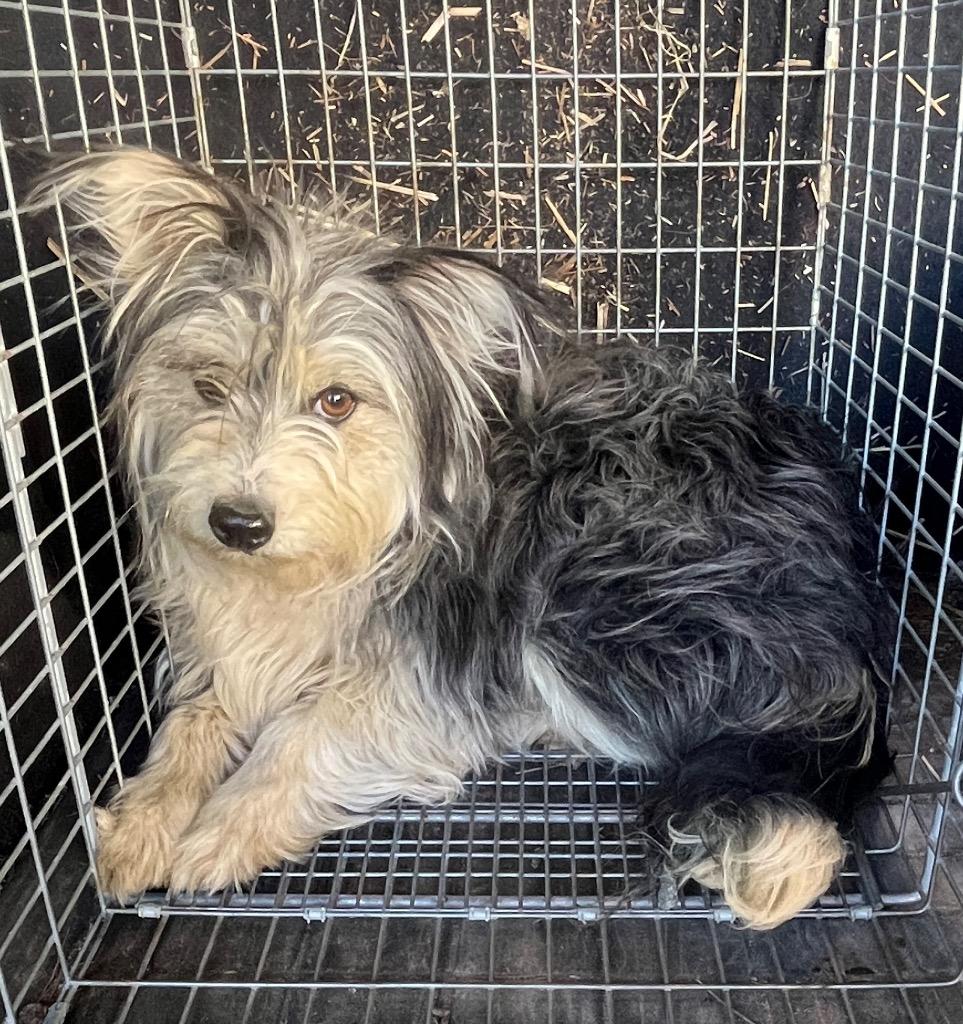 Maizie, Adoptable, Young Female Mixed Breed.