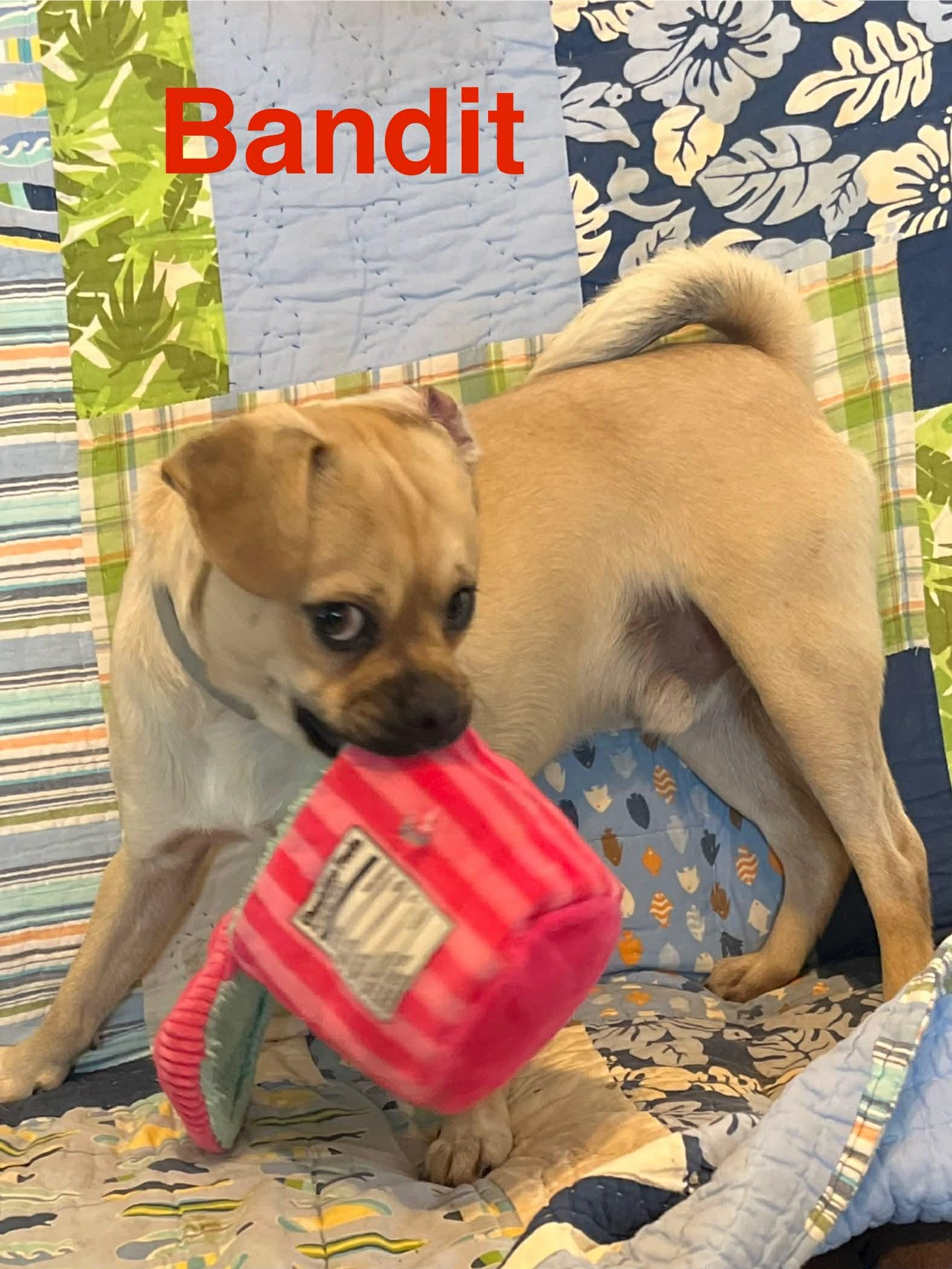 Bandit, Adopted, Adult Male Pug.