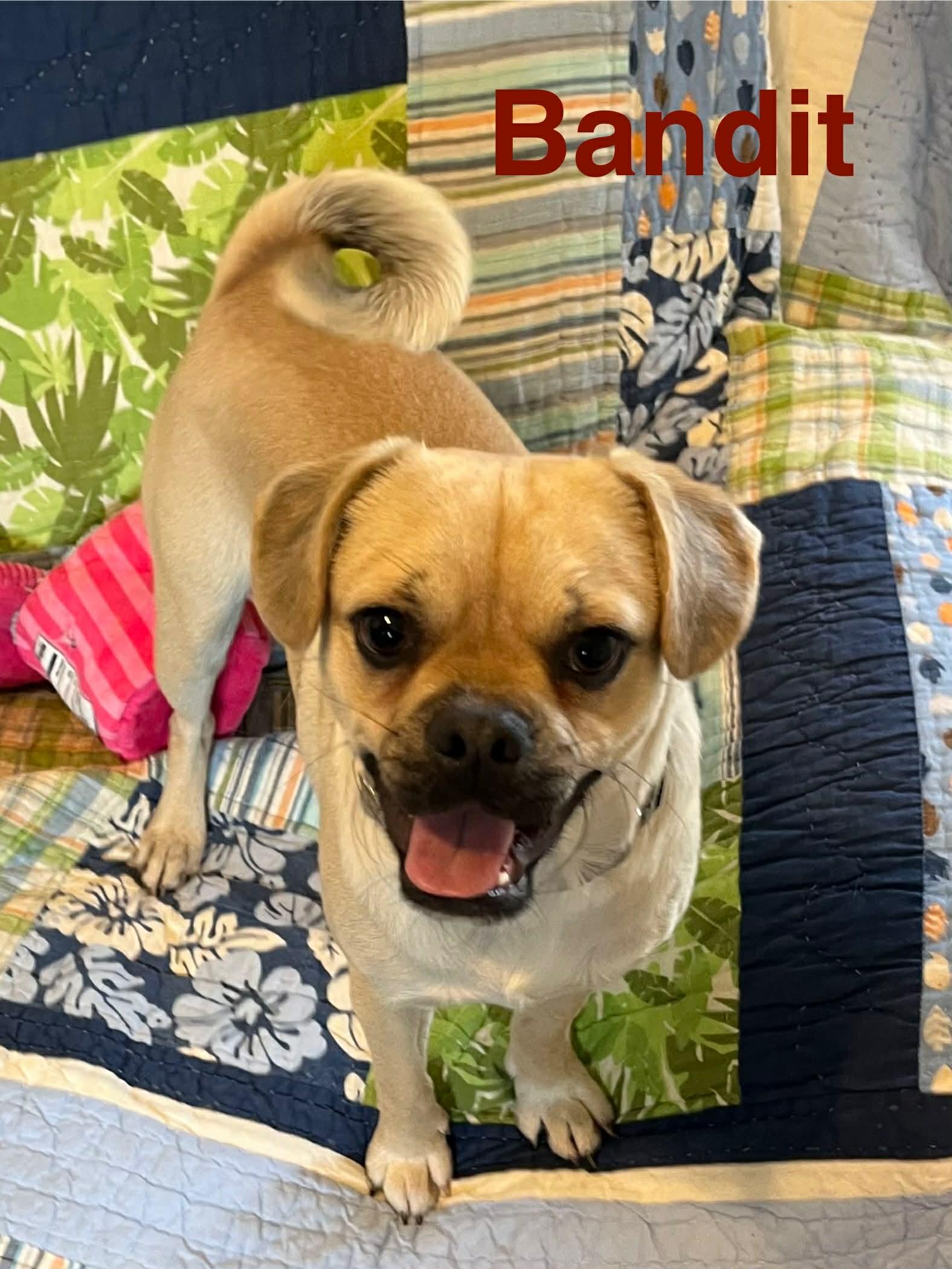 Enlarge Bandit, a Adopted Pug in Pipe Creek, TX image 2/3