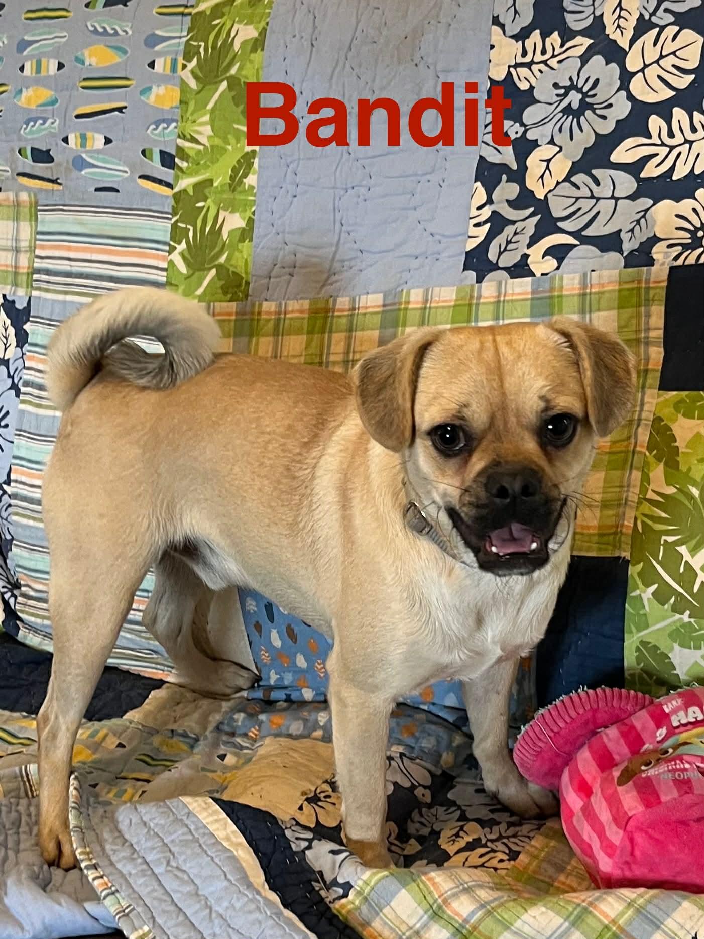 Enlarge Bandit, a Adopted Pug in Pipe Creek, TX image 3/3