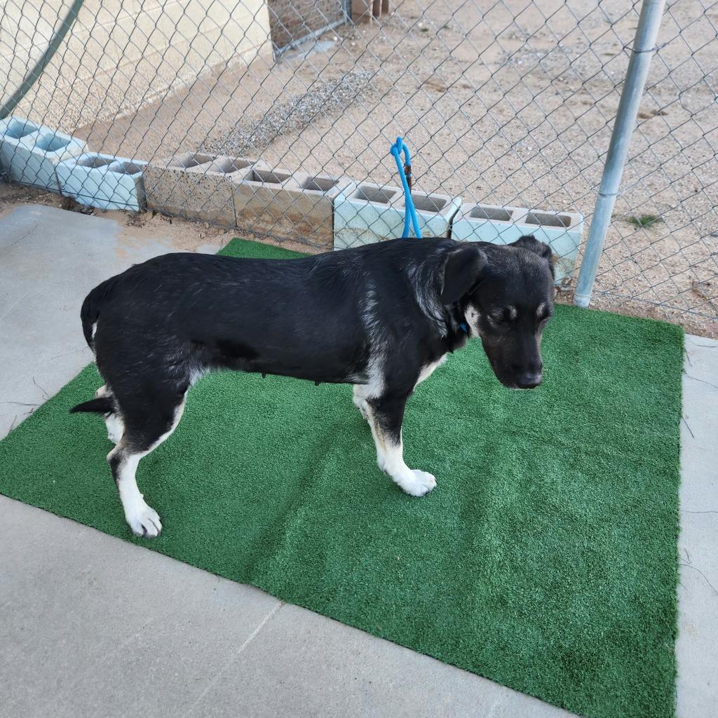 Rhea, Adoptable, Adult Female Shepherd.