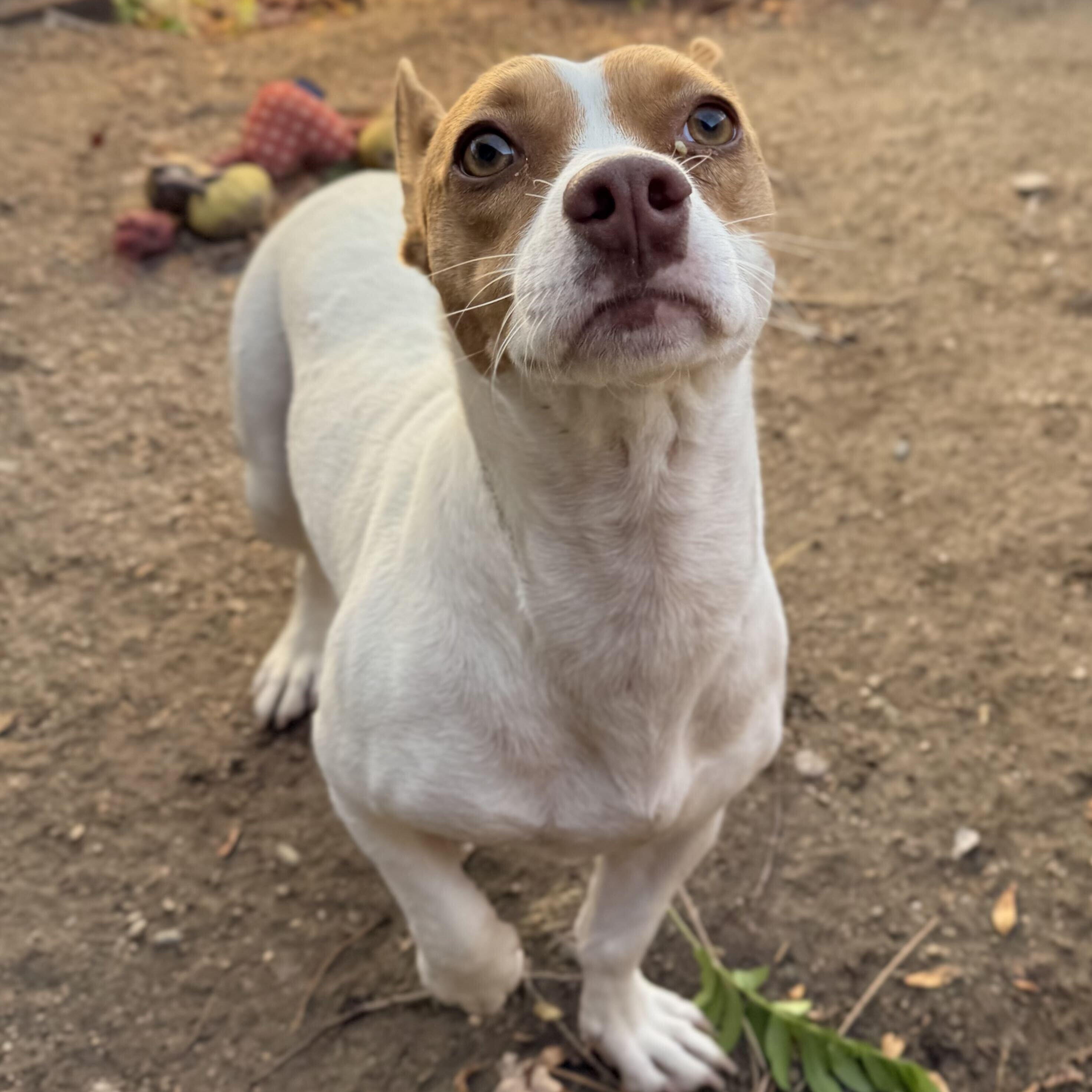 Enlarge Birdie, a Adopted mixed breed in Mountain Center, CA image 3/3