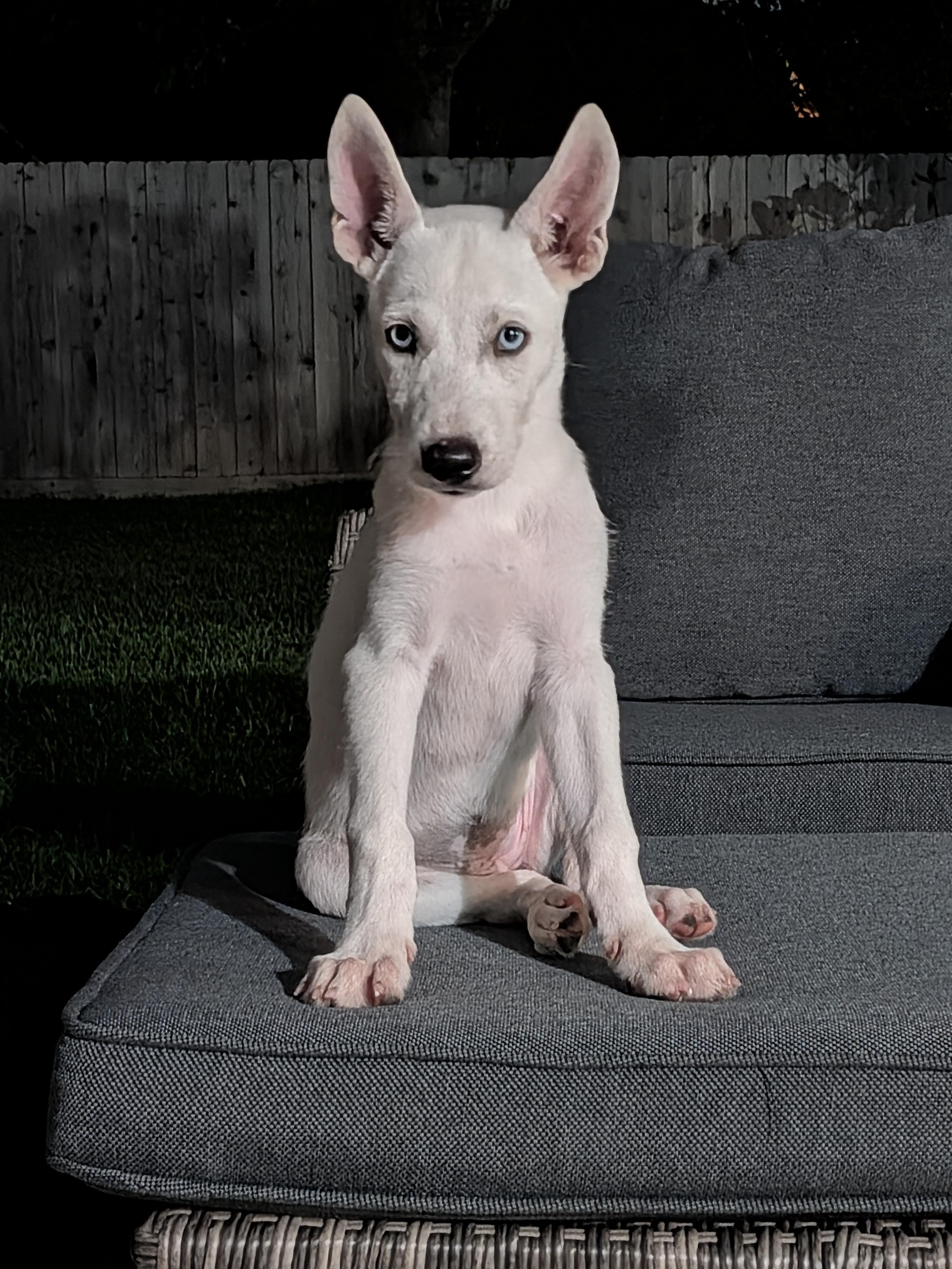 Enlarge Rose, a ADOPTABLE Mixed Breed in Sudbury, MA image 2/6