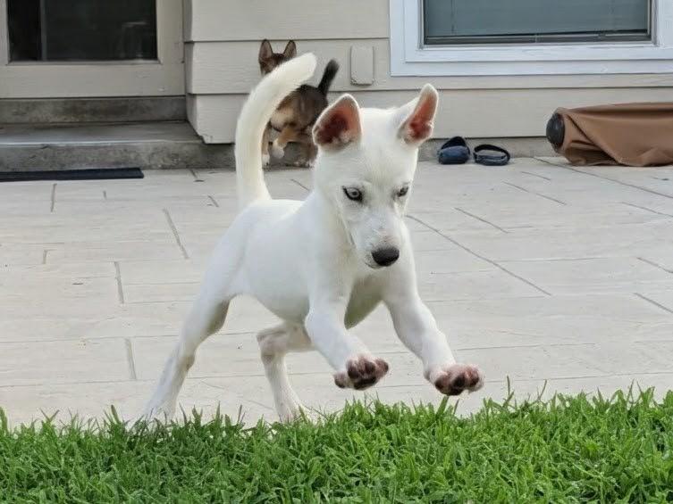 Enlarge Rose, a ADOPTABLE Mixed Breed in Sudbury, MA image 6/6