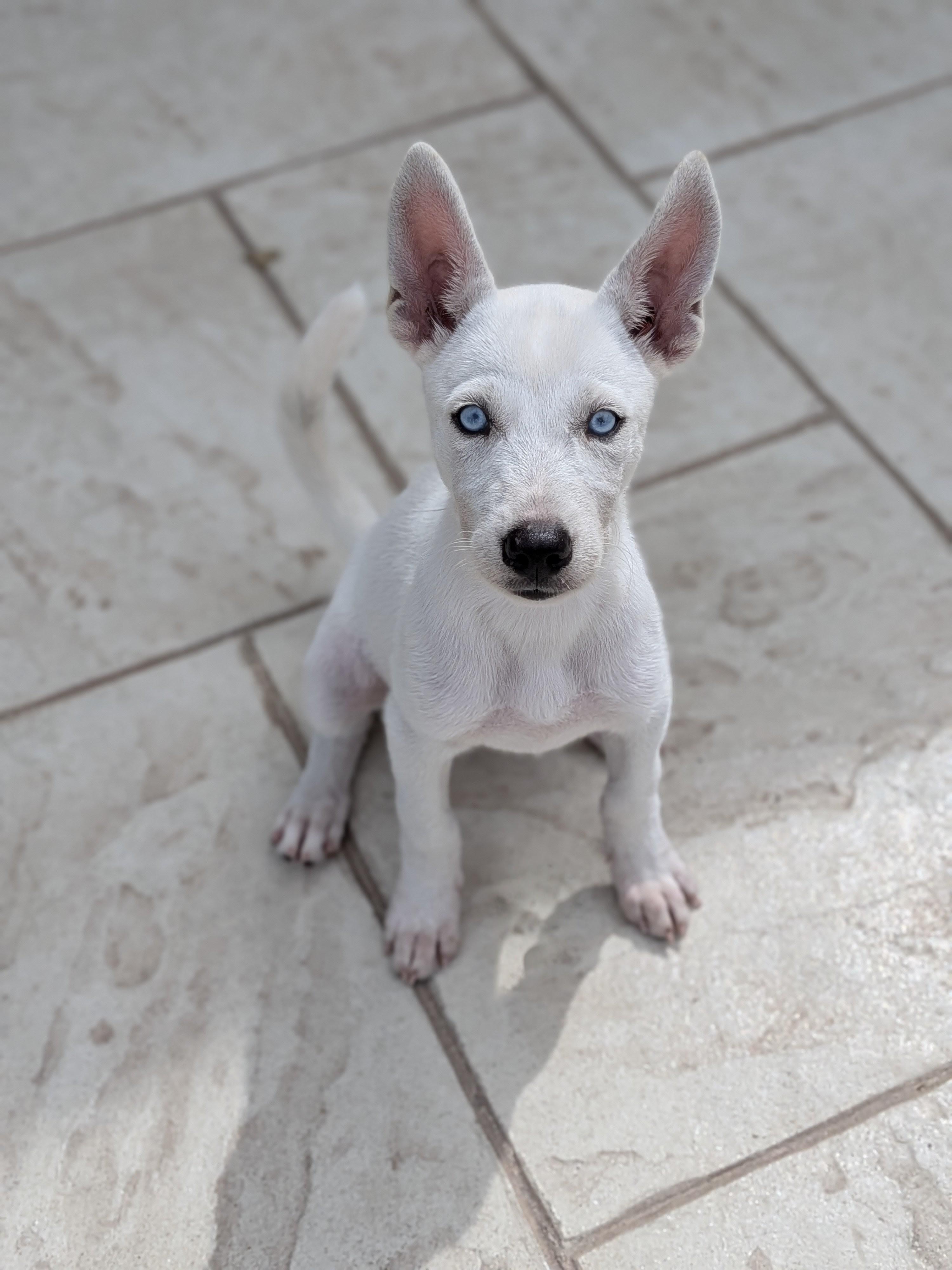 Enlarge Rose, a ADOPTABLE Mixed Breed in Sudbury, MA image 5/6