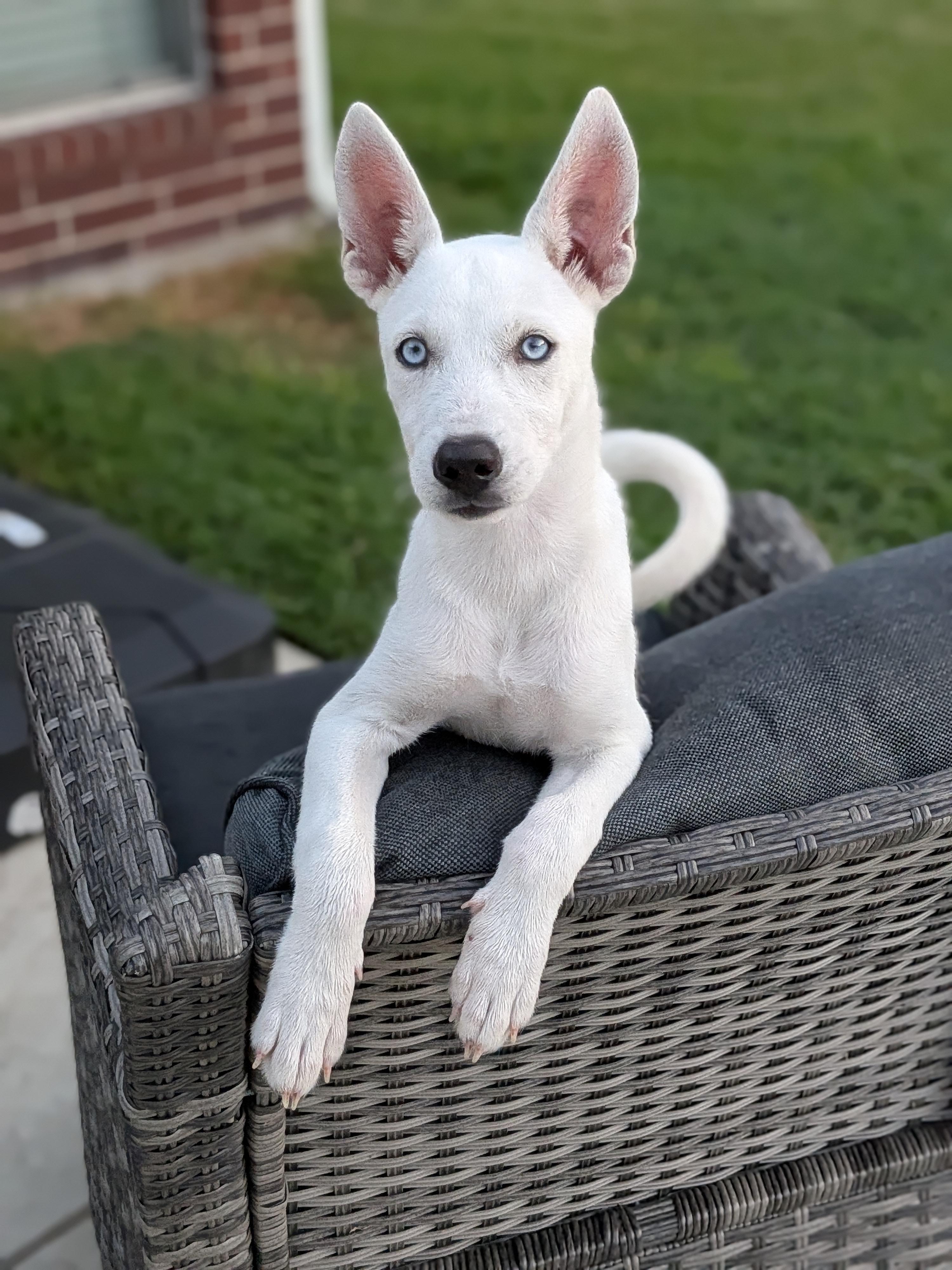 Enlarge Rose, a ADOPTABLE Mixed Breed in Sudbury, MA image 1/6