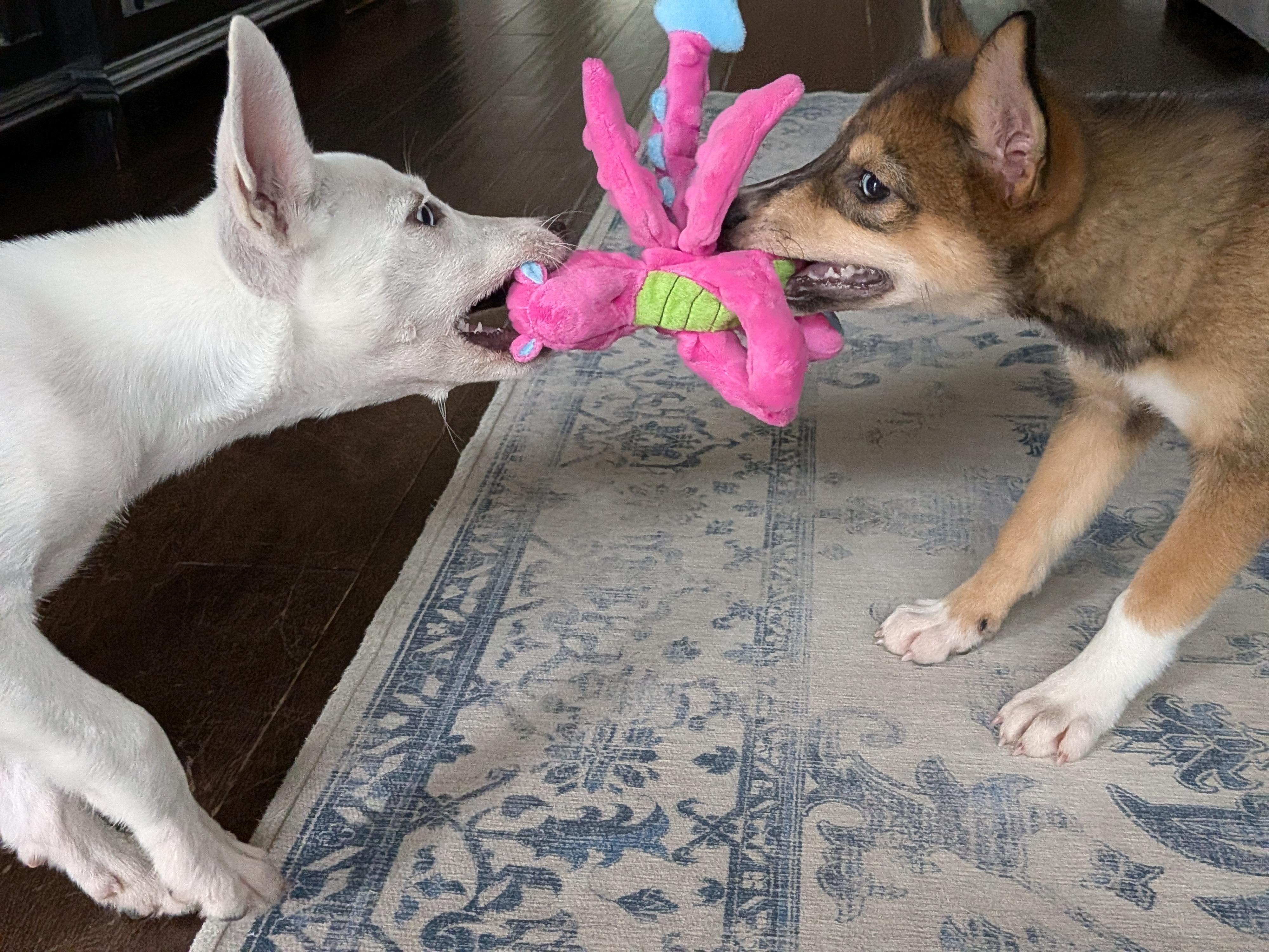 Enlarge Rose, a ADOPTABLE Mixed Breed in Sudbury, MA image 3/6