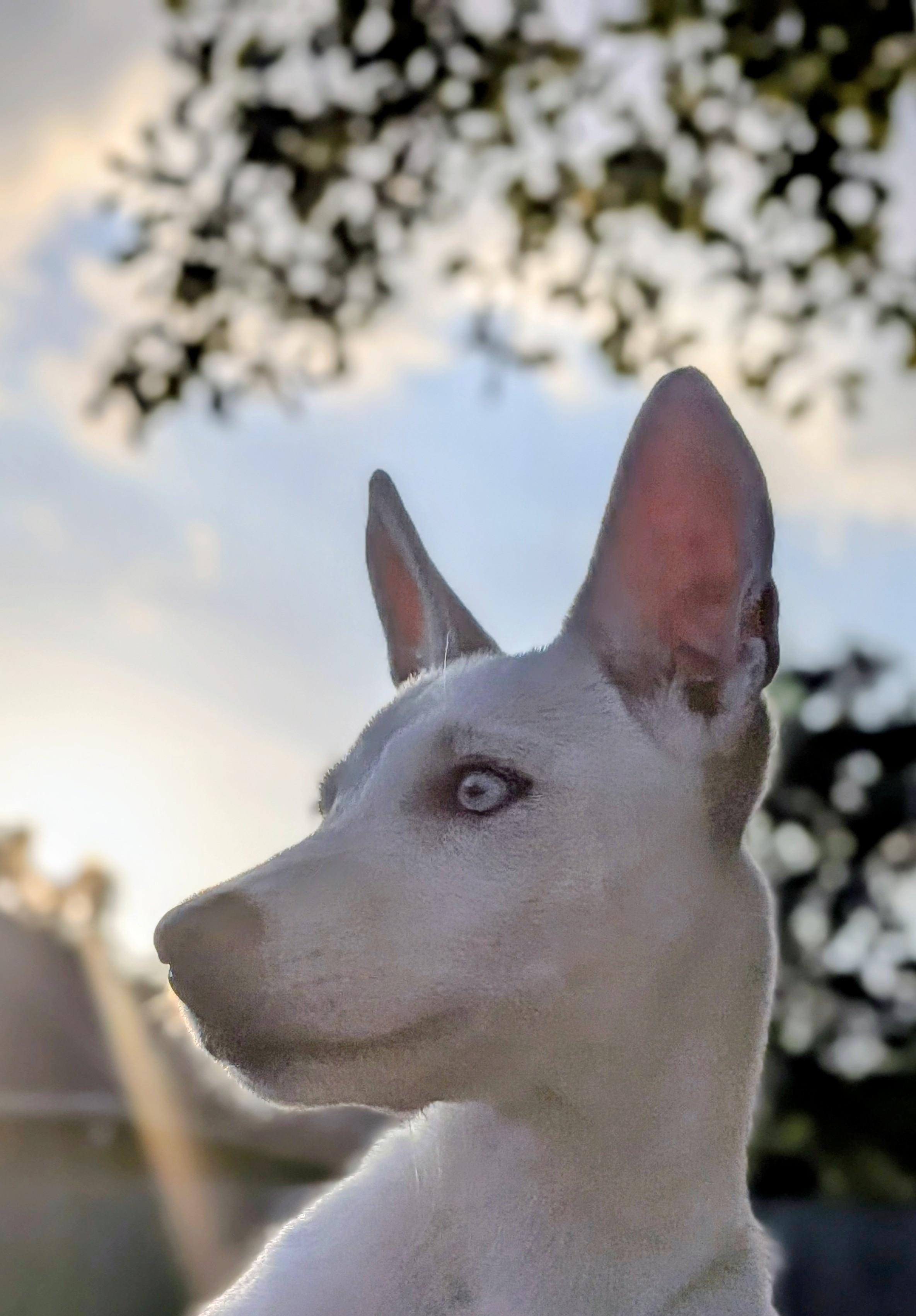 Enlarge Rose, a ADOPTABLE Mixed Breed in Sudbury, MA image 4/6