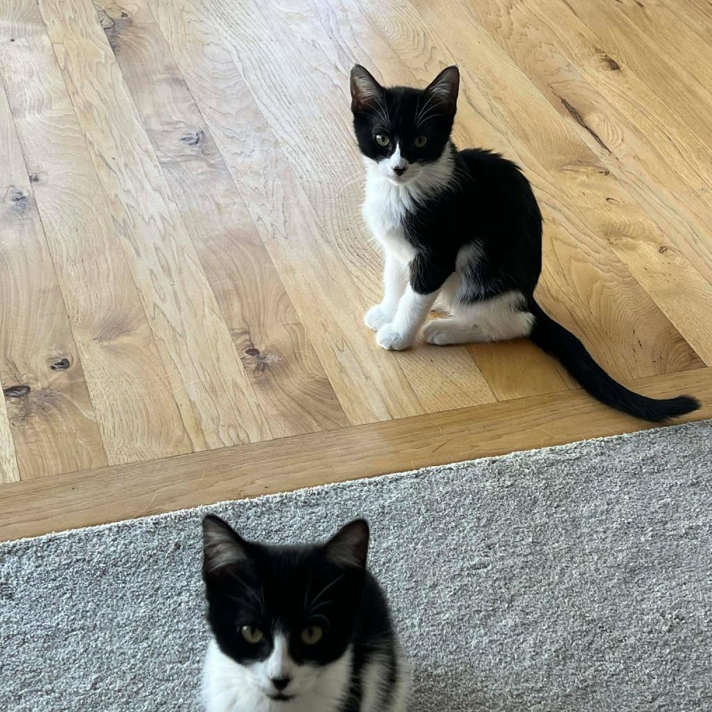 Miso - Kitten 3, Adoptable, Kitten Male Domestic Short Hair.