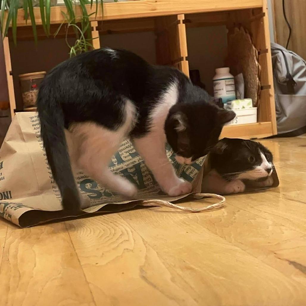 Miso - Kitten 3, a Adoptable Domestic Short Hair in Bend, OR image 2/5