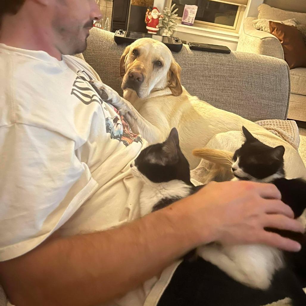 Miso - Kitten 3, a Adoptable Domestic Short Hair in Bend, OR image 3/5